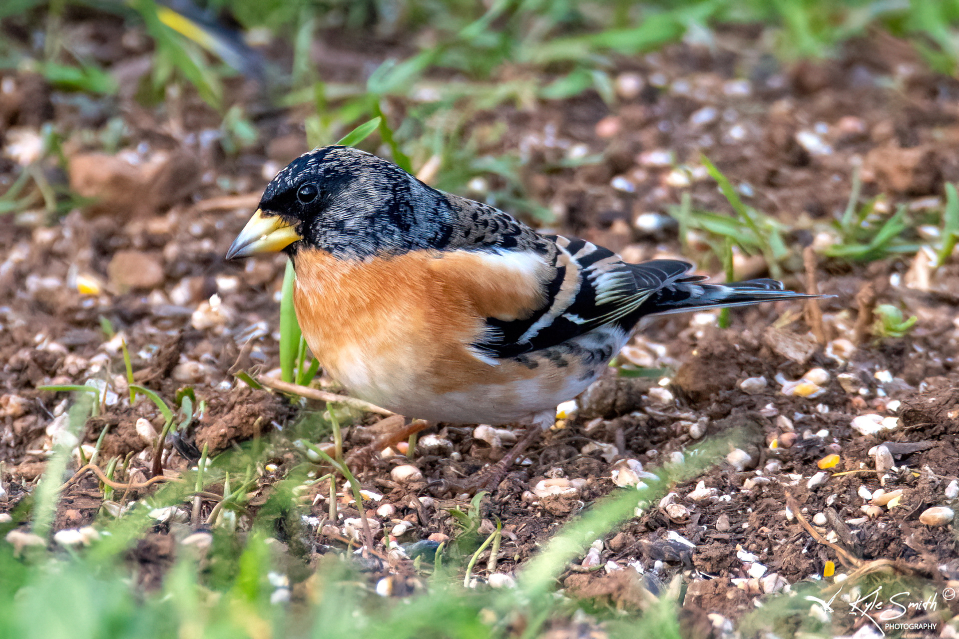 Brambling