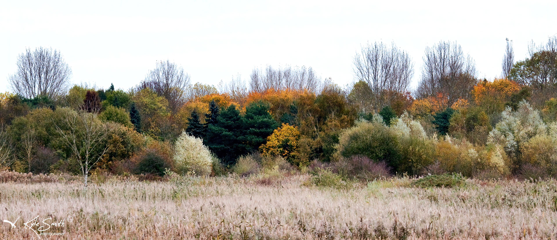 Brandon Marsh