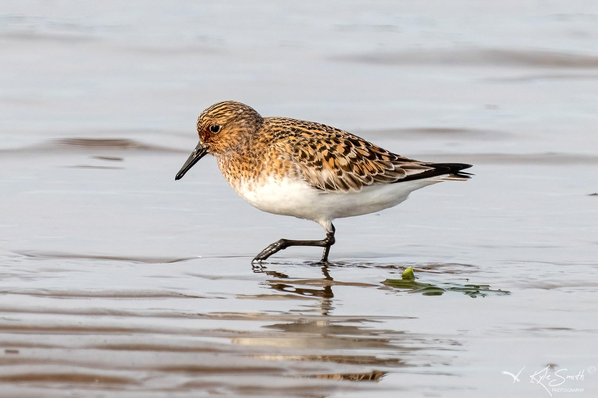 Sanderling