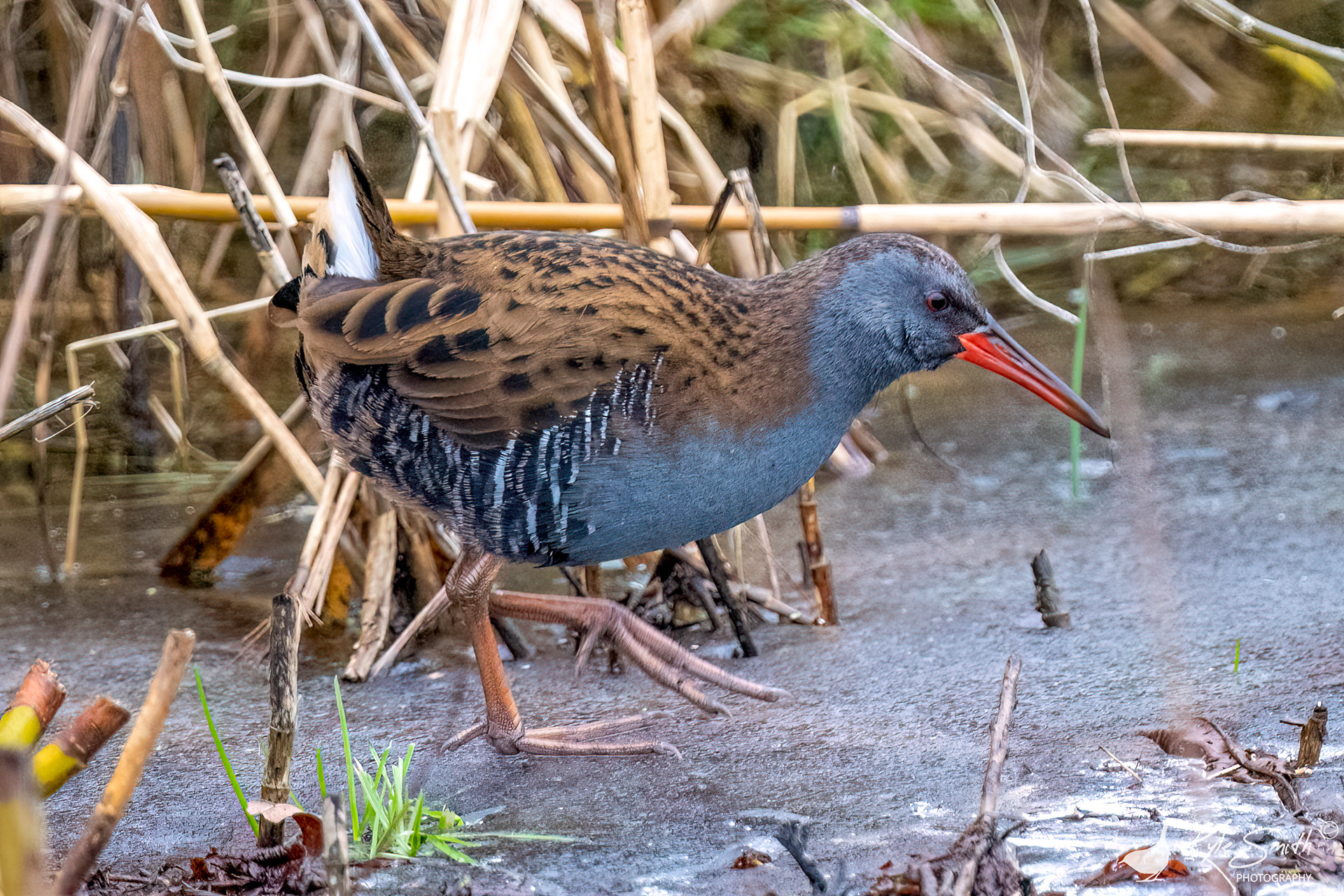 Water rail