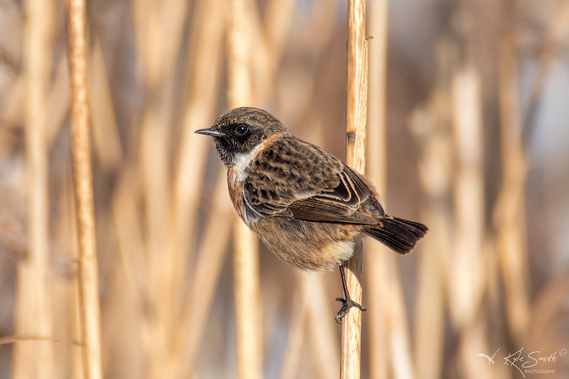 Stonechat