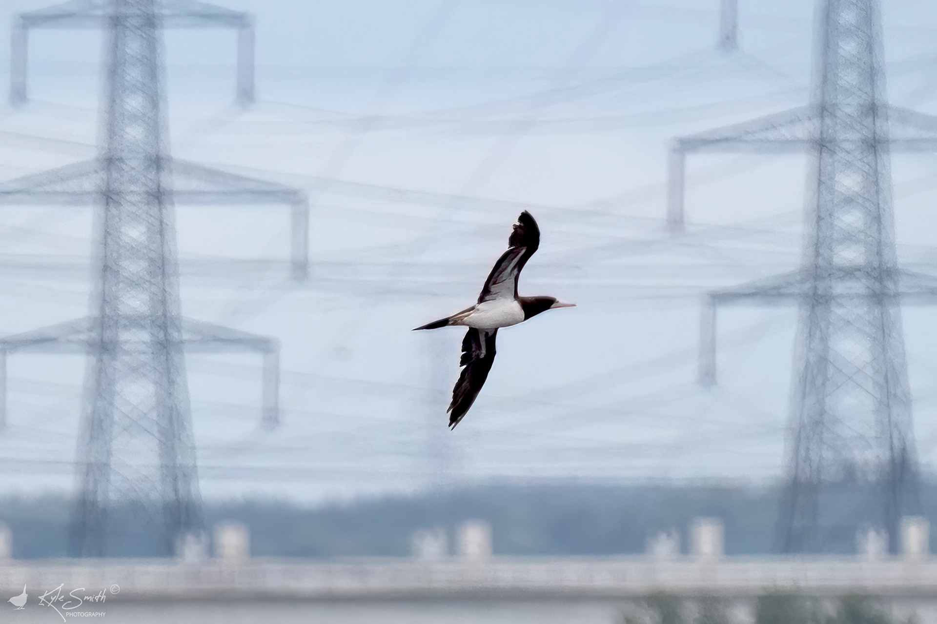Brown booby