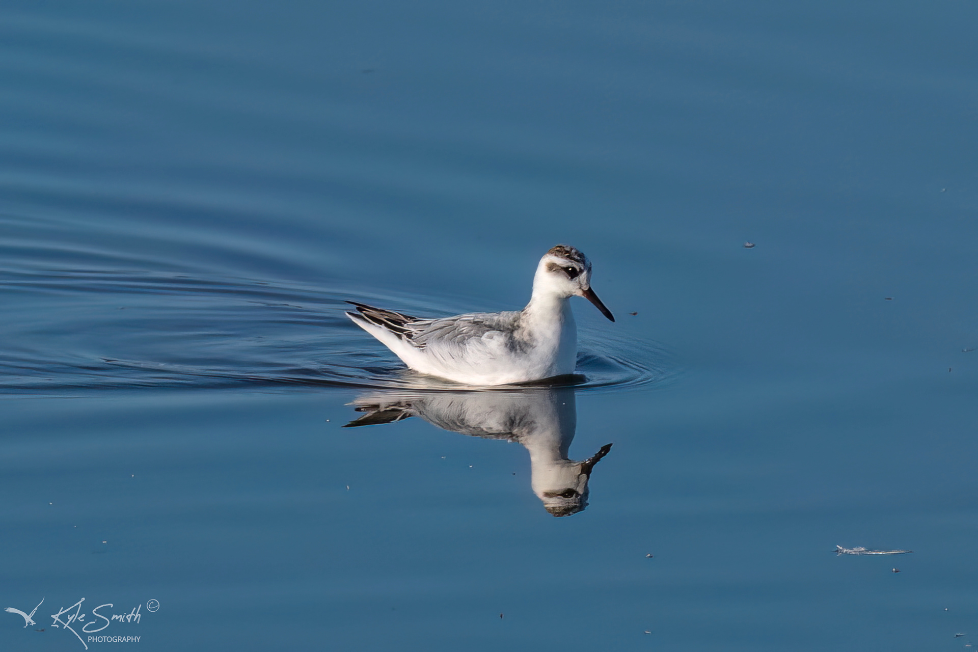 Grey phalarope