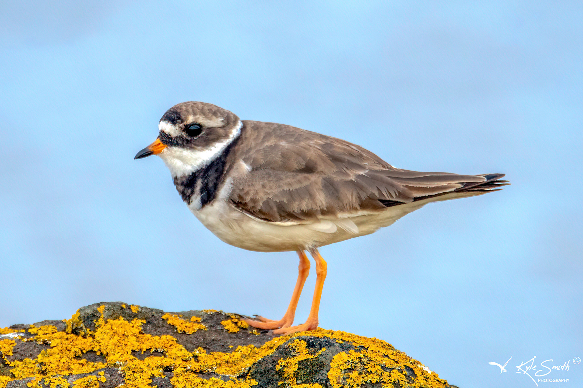 Ringed plover
