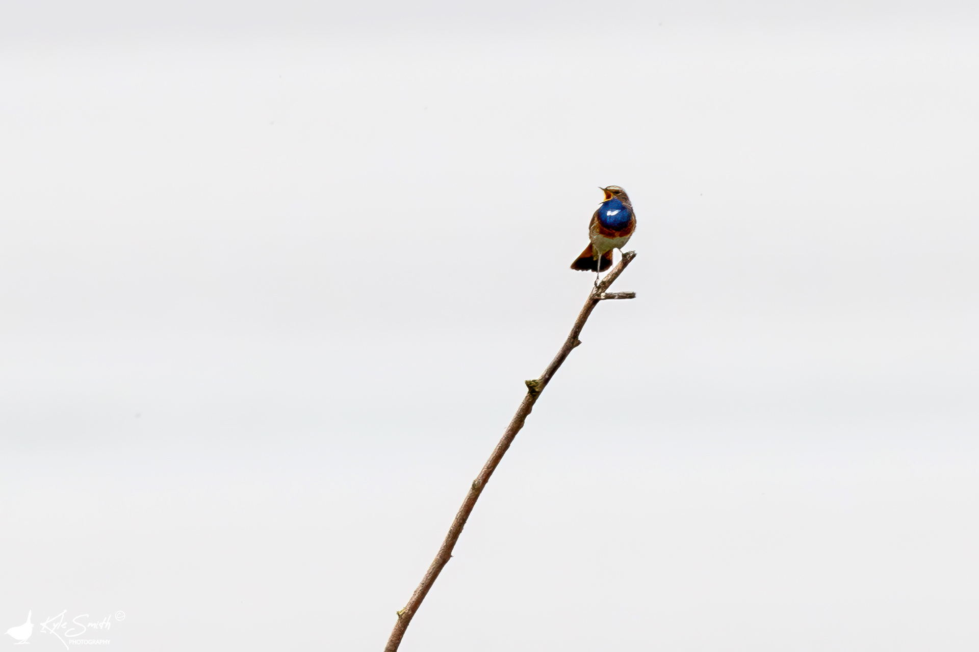 White-spotted bluethroat