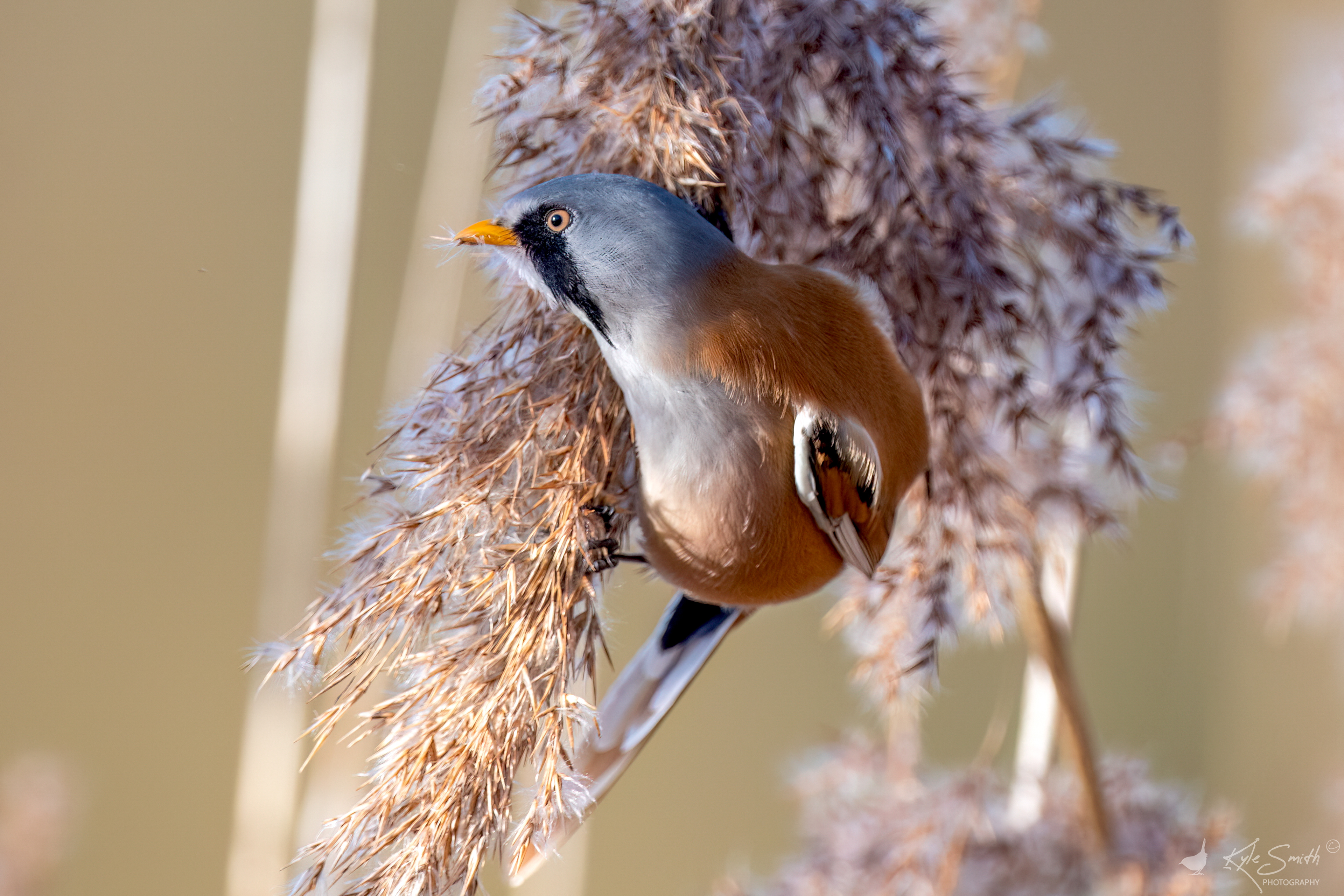 Bearded tit (reedling)