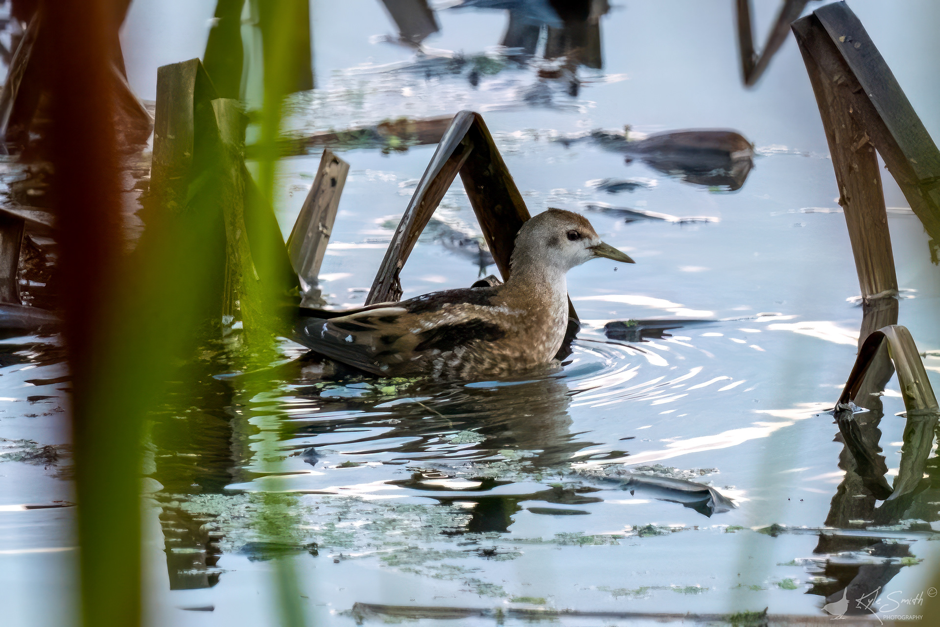 Little crake
