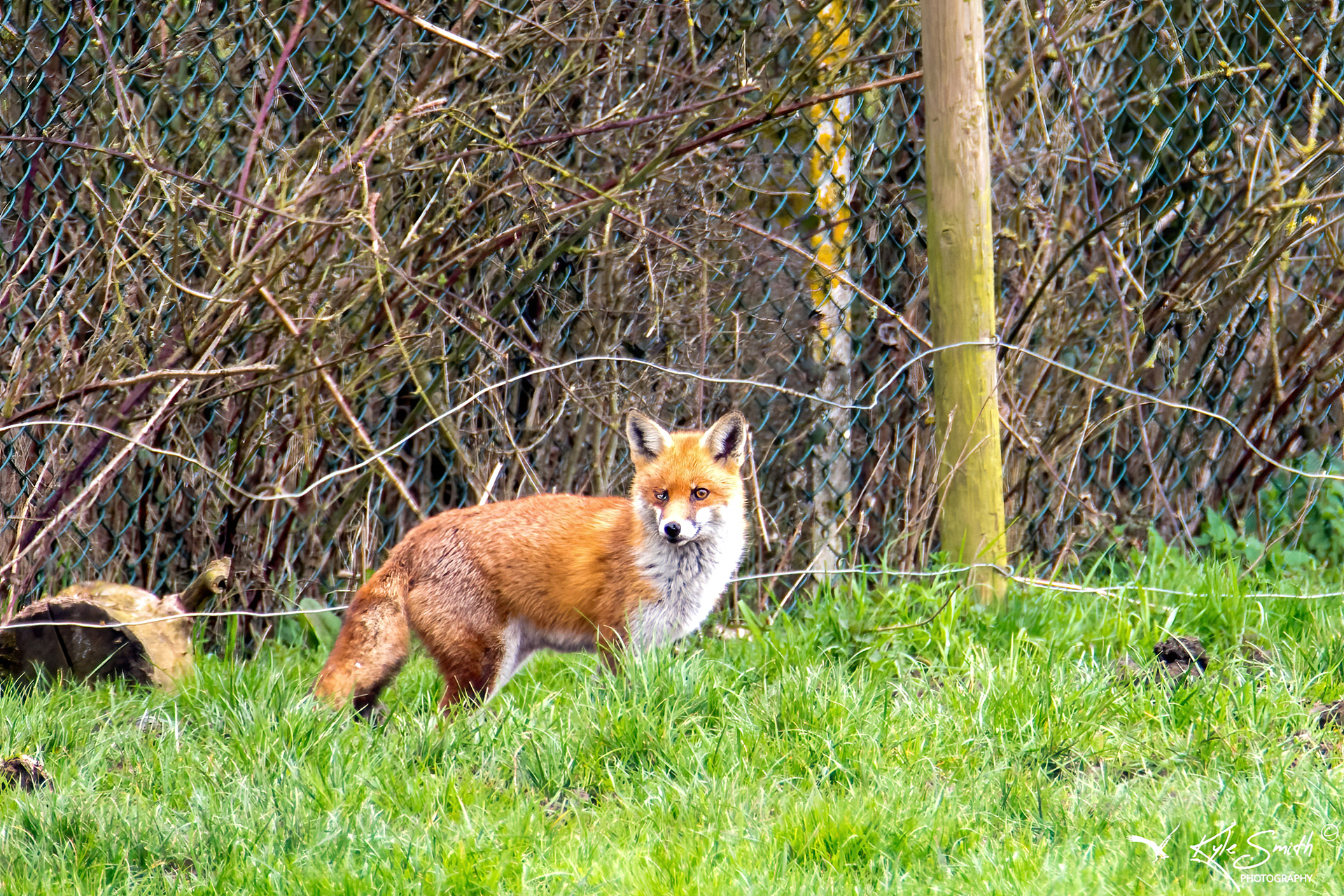 Fox