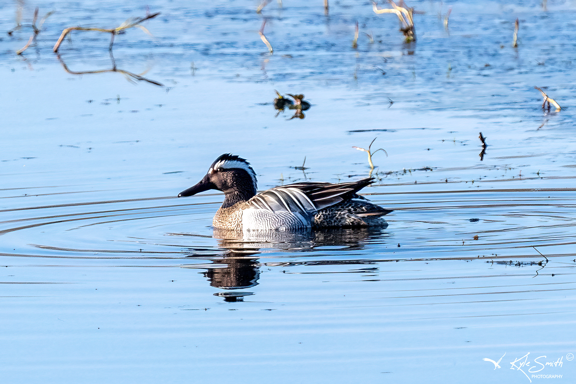 Garganey