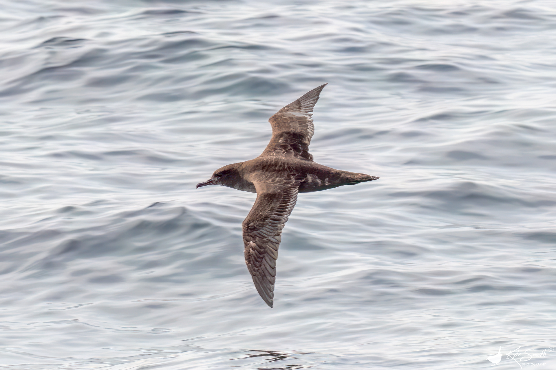Sooty shearwater