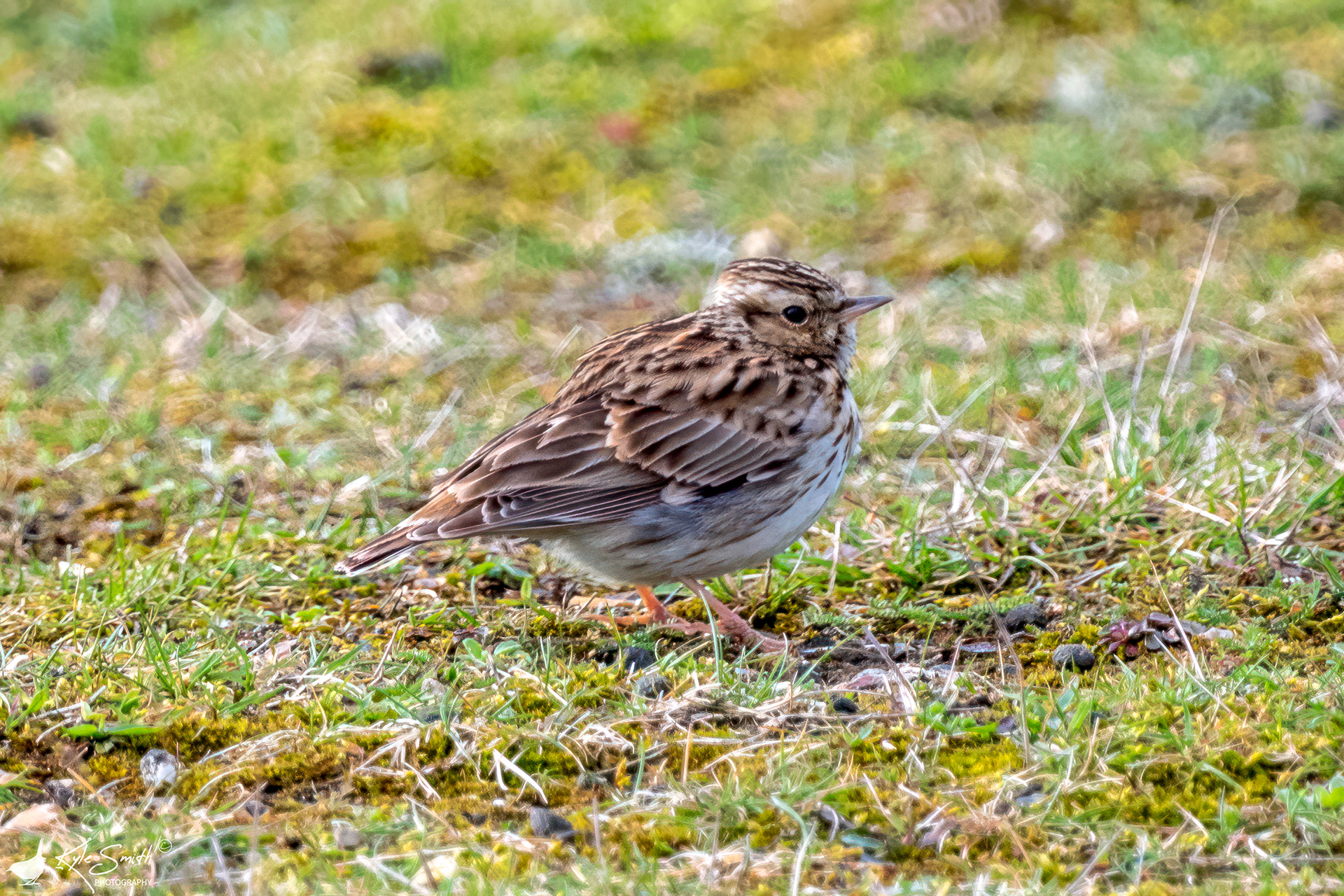Woodlark