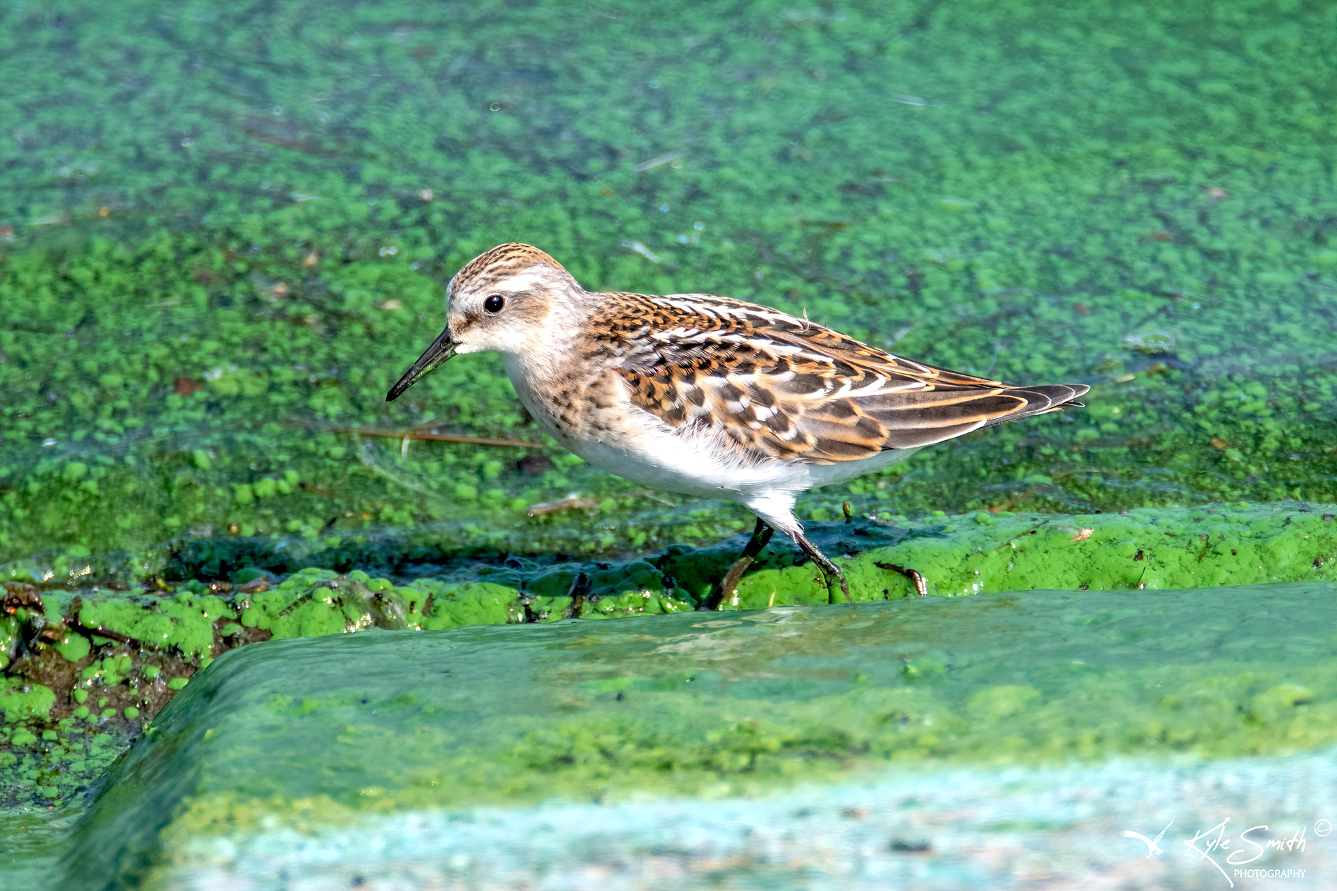 Little stint