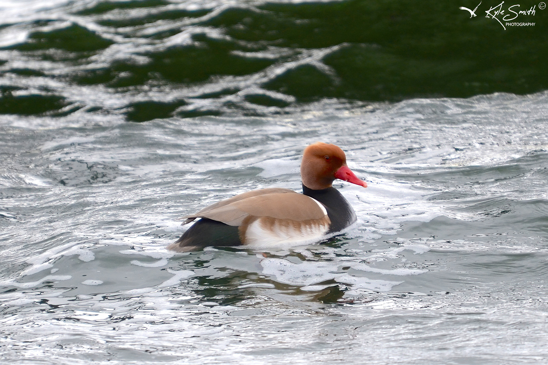 Red-crested pochard