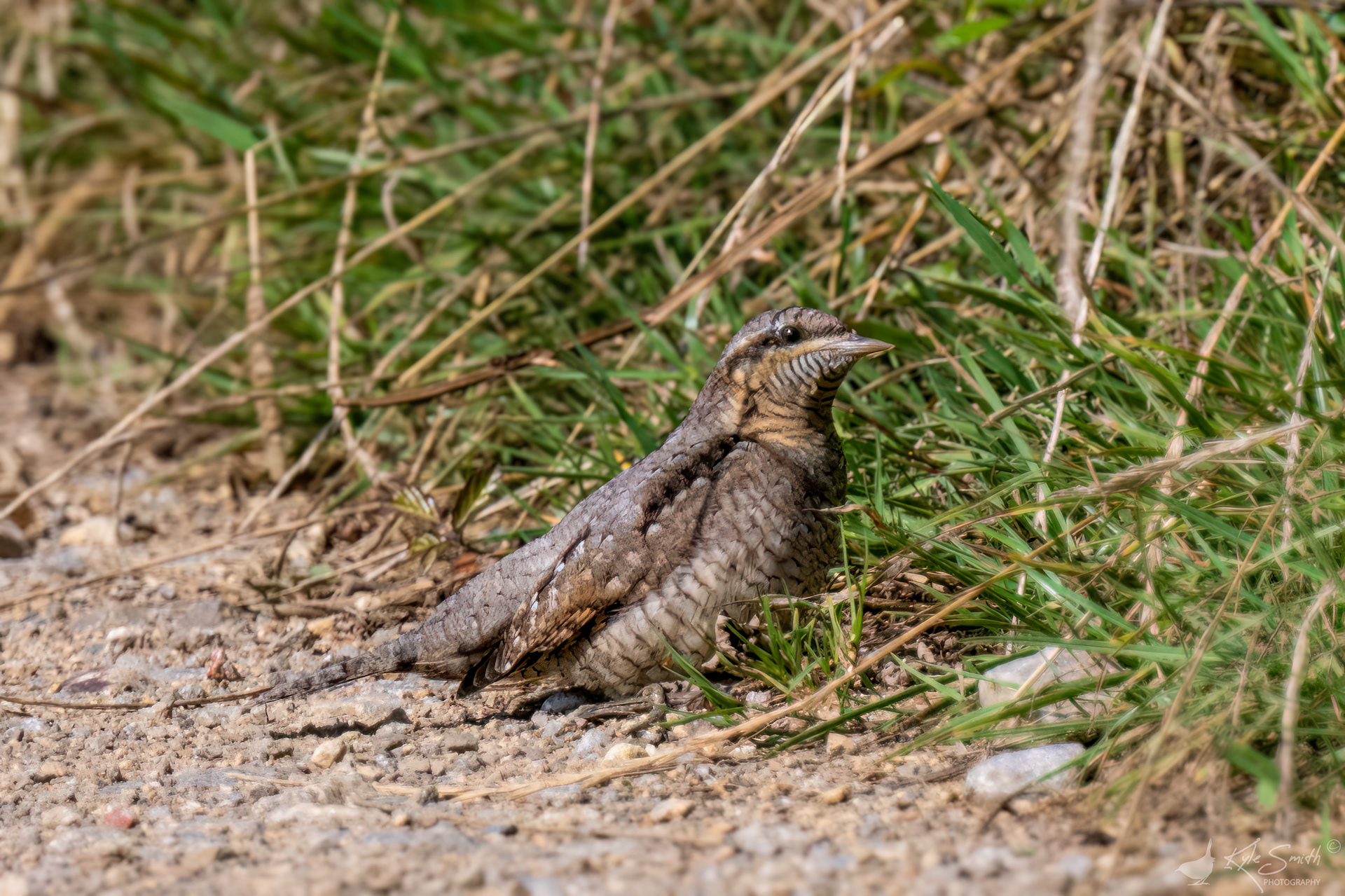 Wryneck