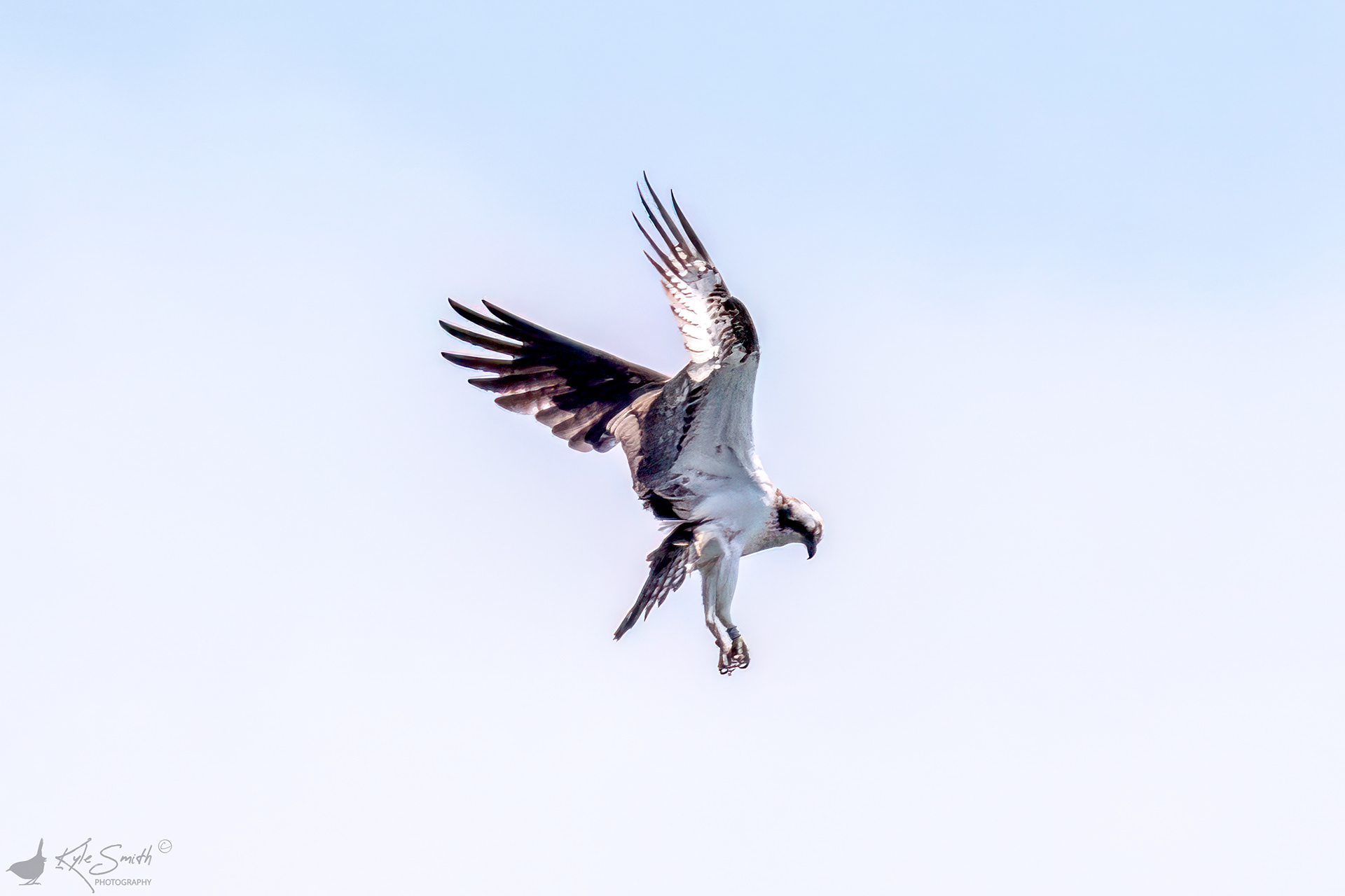 Osprey