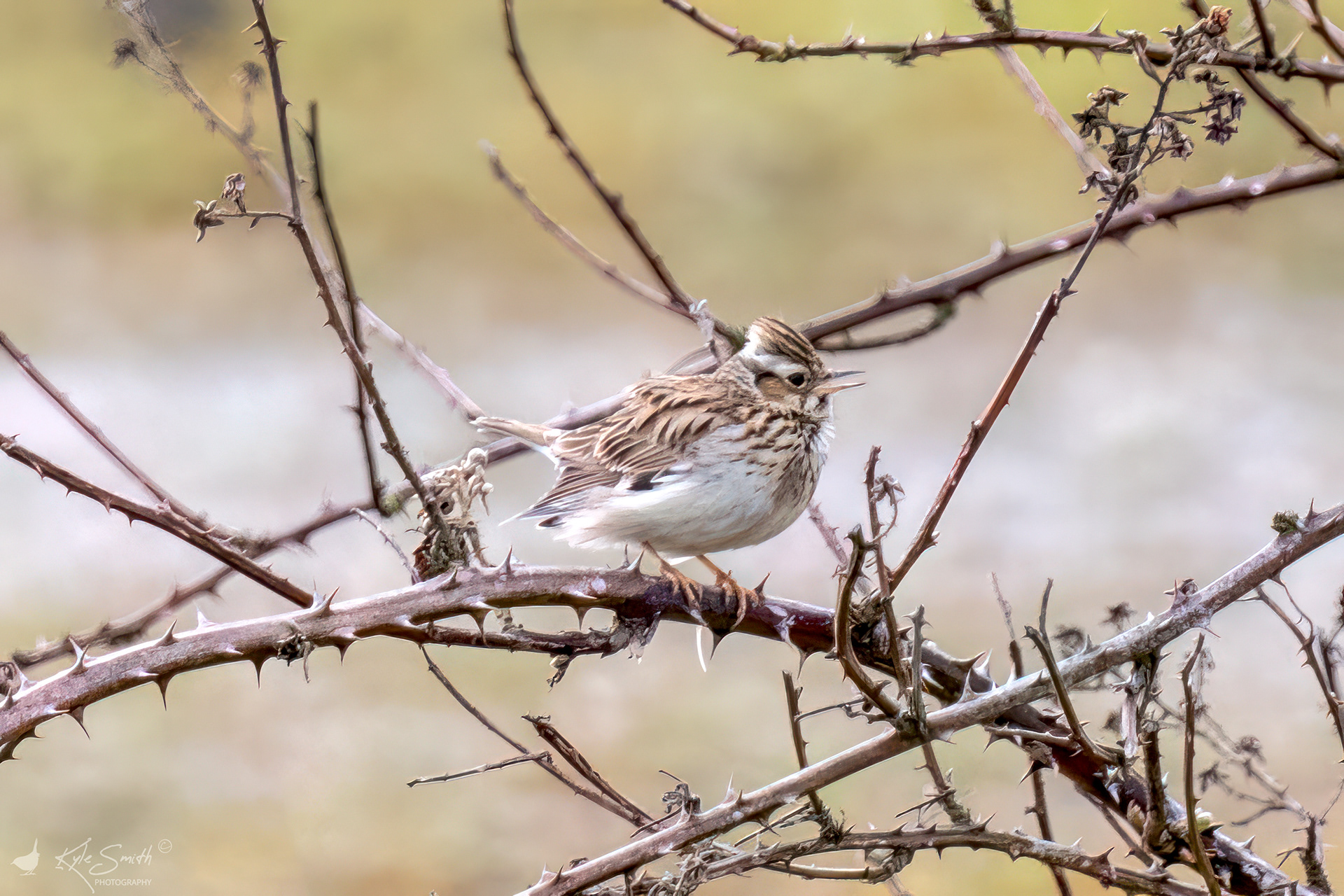 Woodlark
