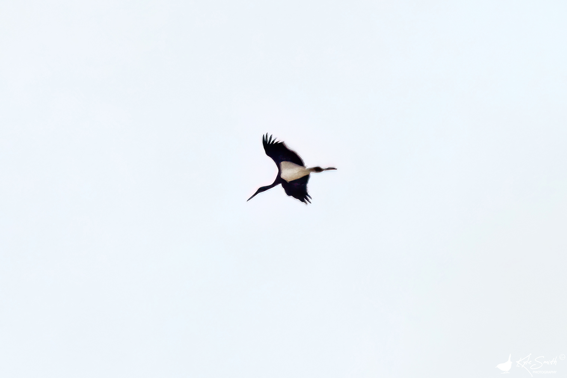 Black stork