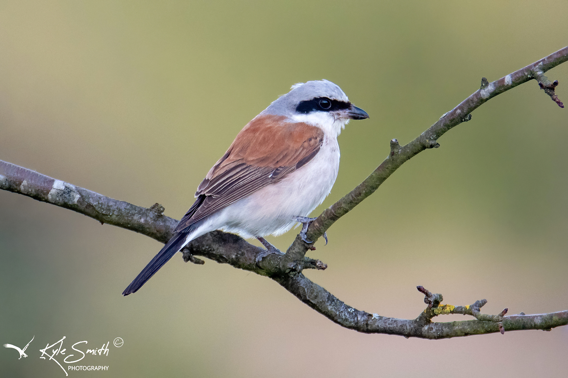 Red-backed shrike