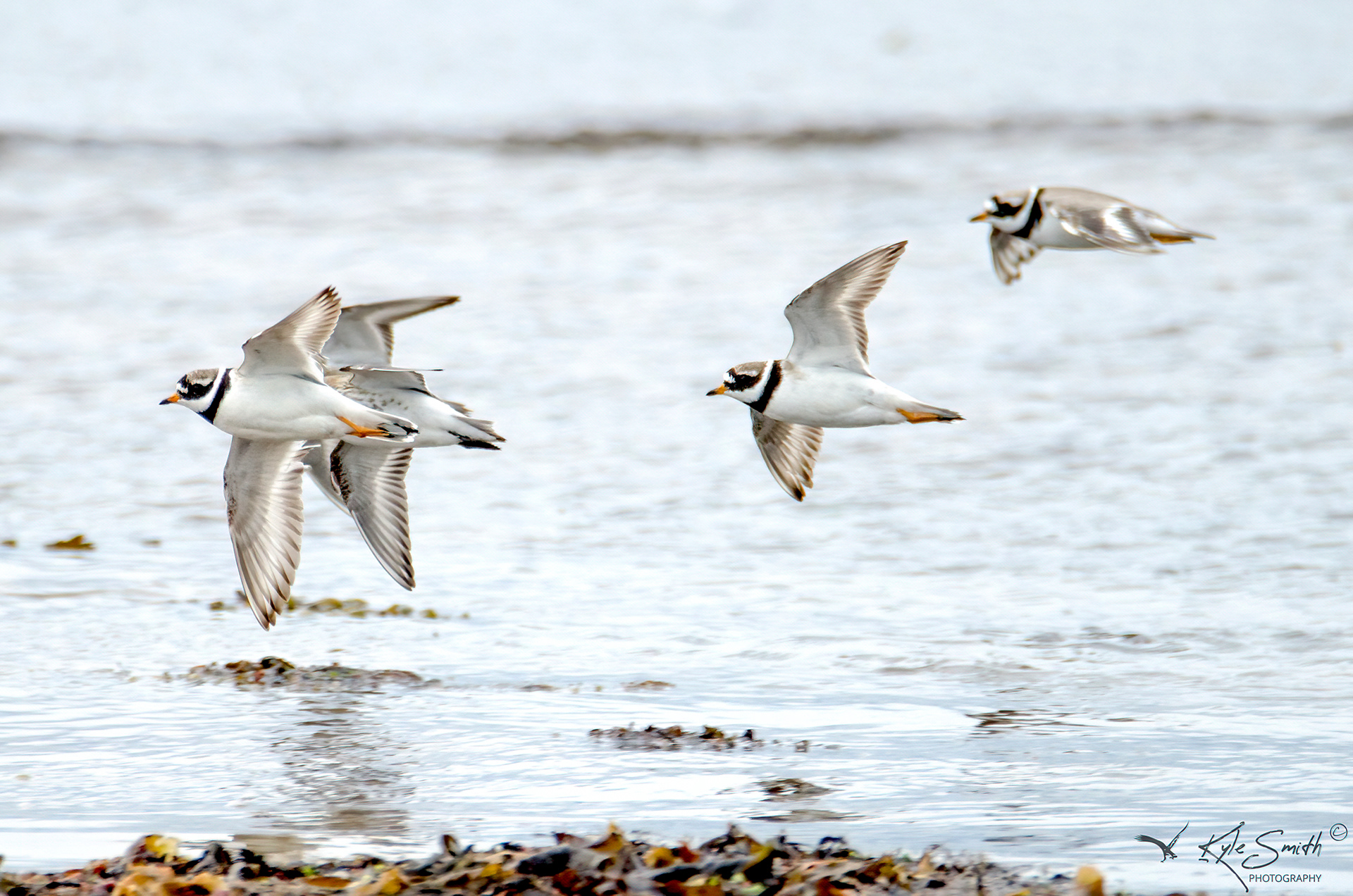 Ringed plover