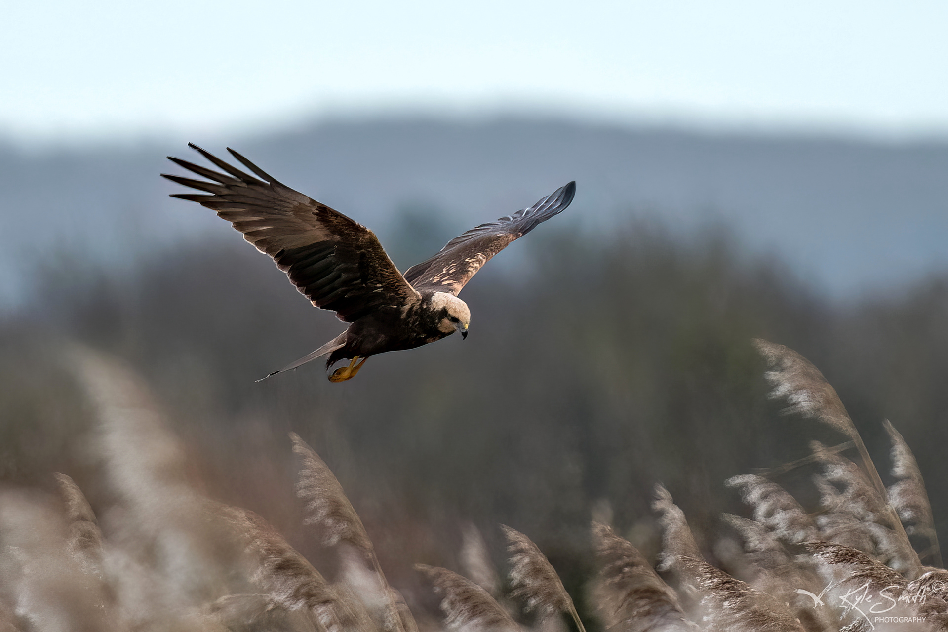 Marsh harrier
