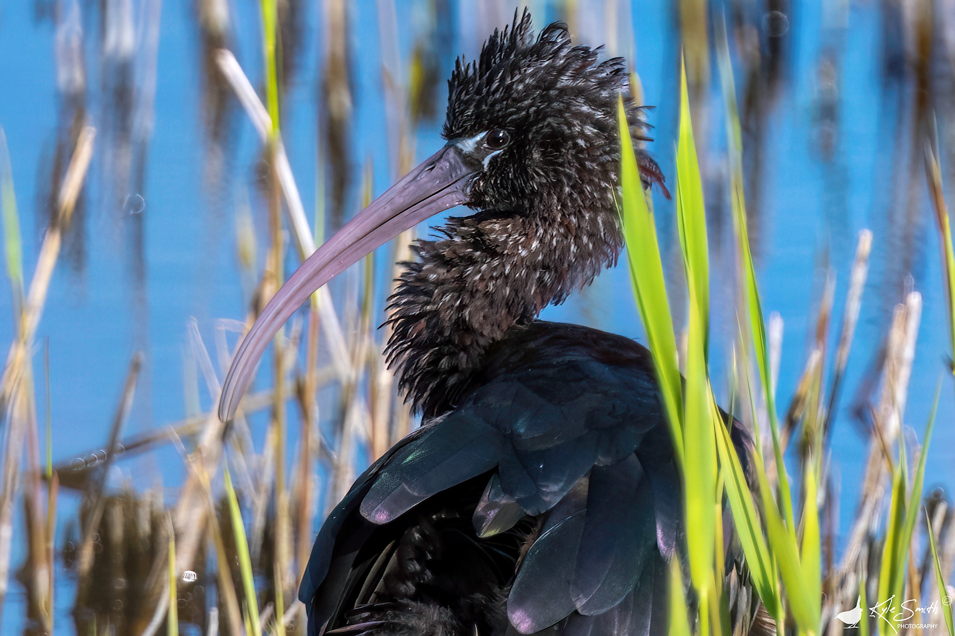 Glossy ibis