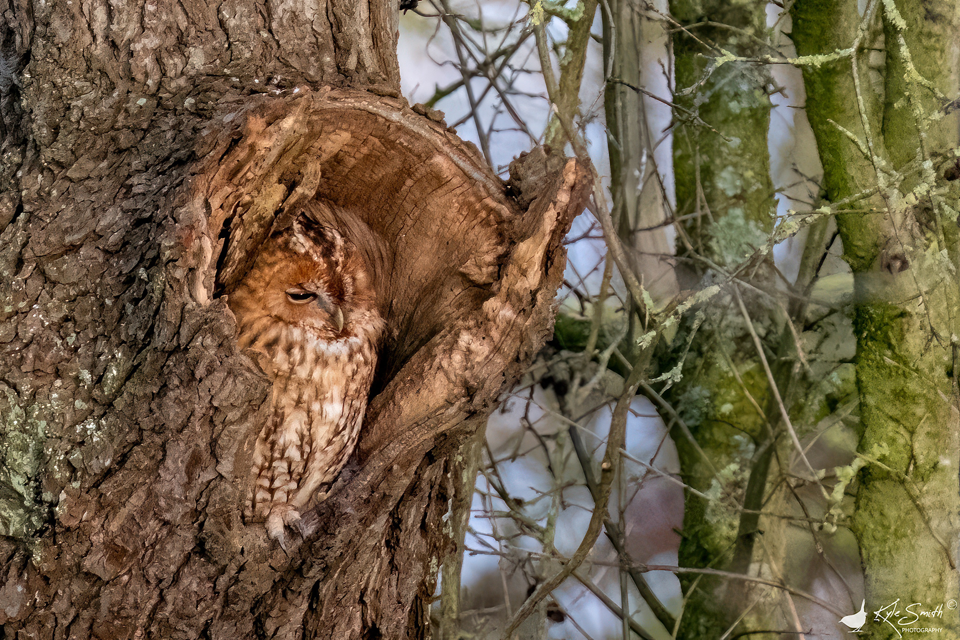 Tawny owl