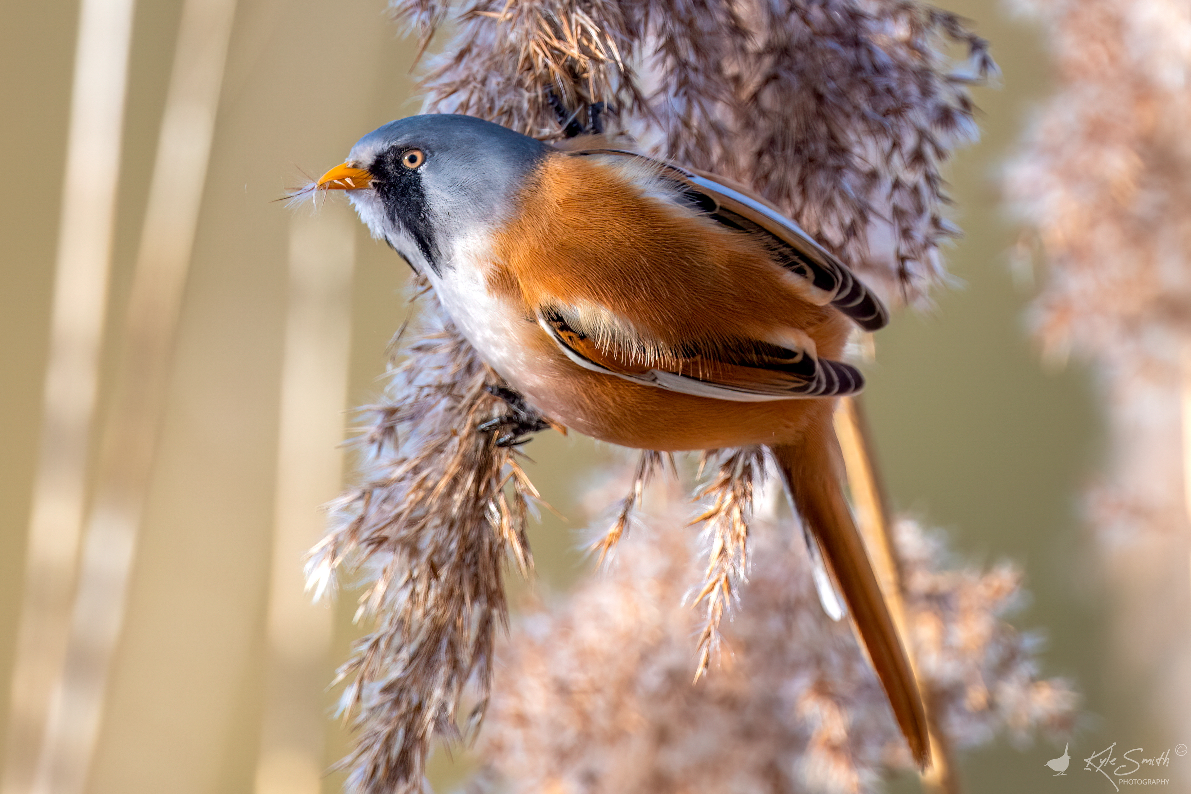 Bearded tit (reedling)