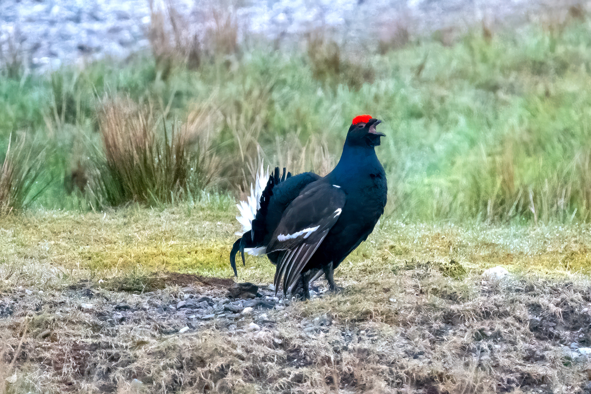Black grouse