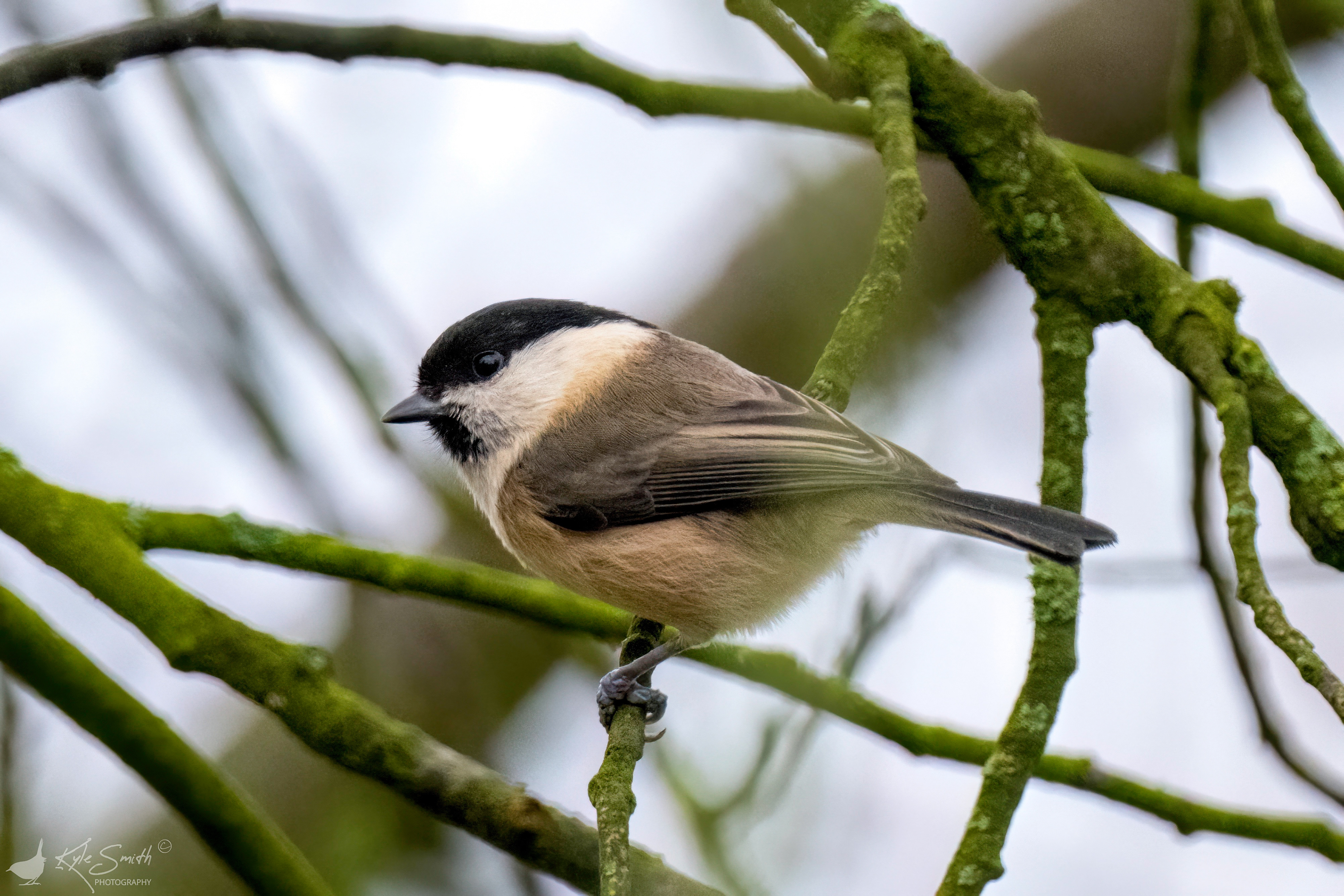 Willow tit