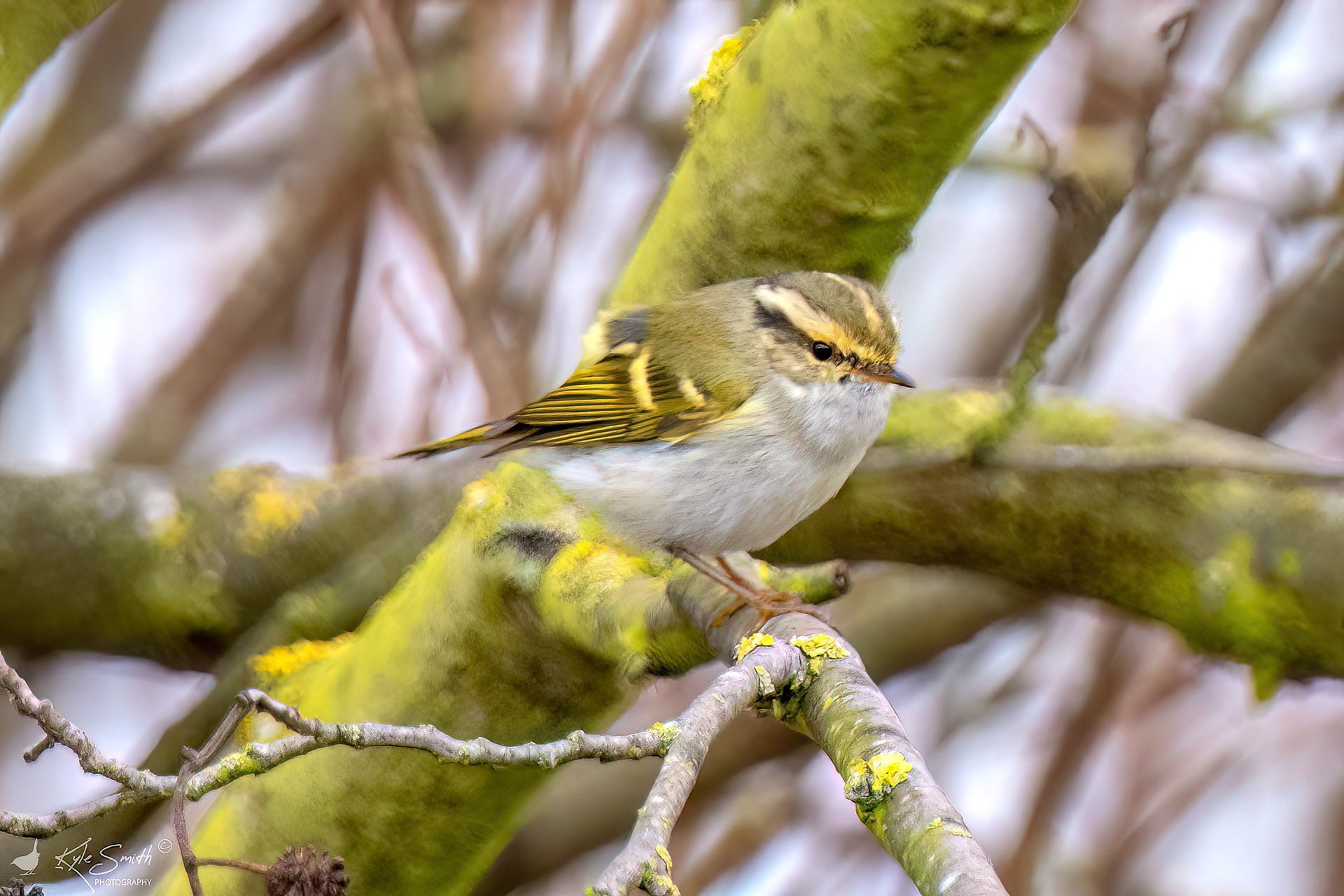 Pallas's warbler