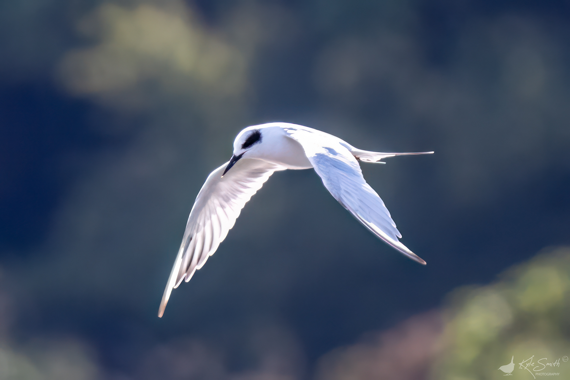 Forster's tern