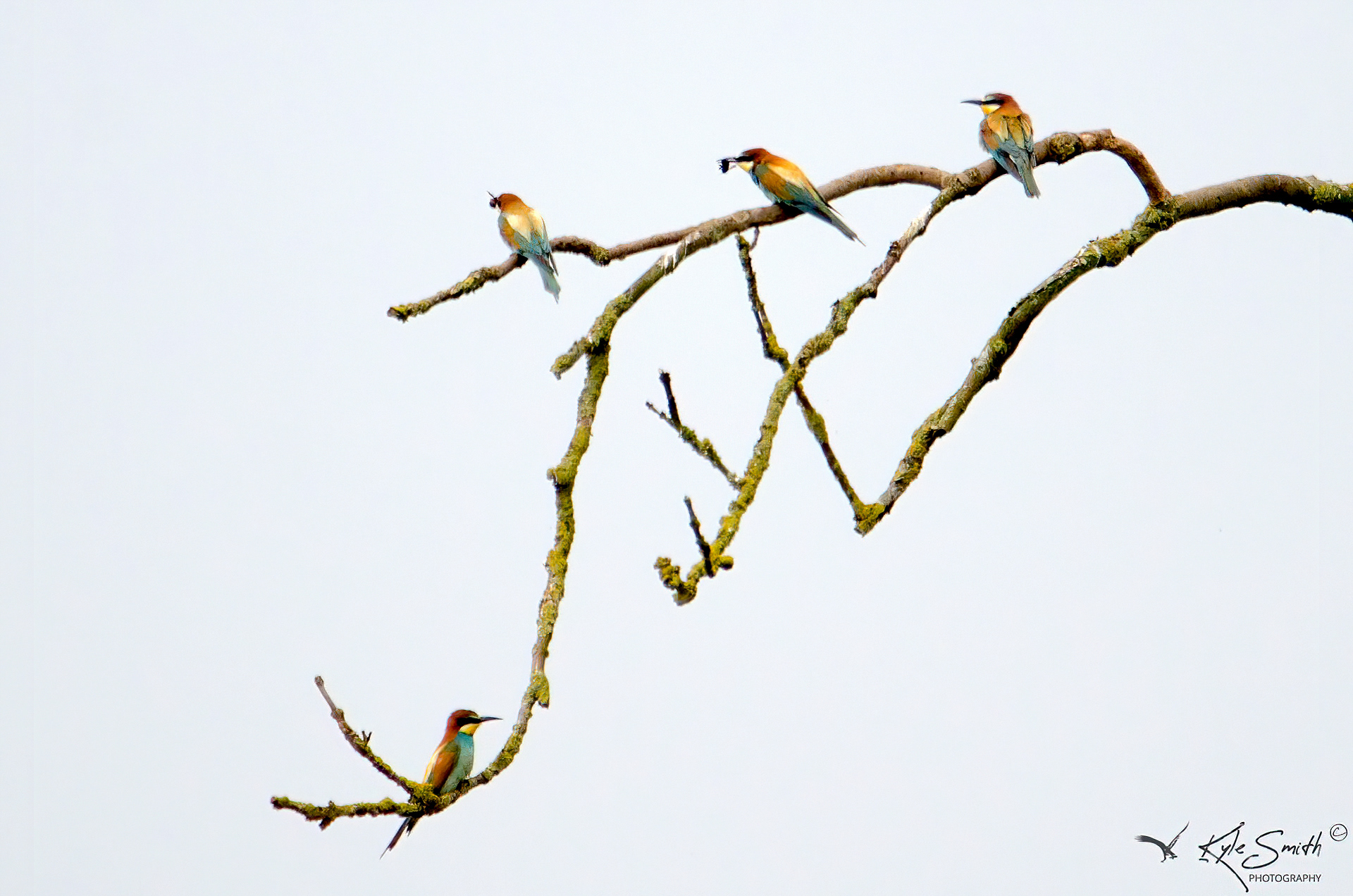 Bee-eater