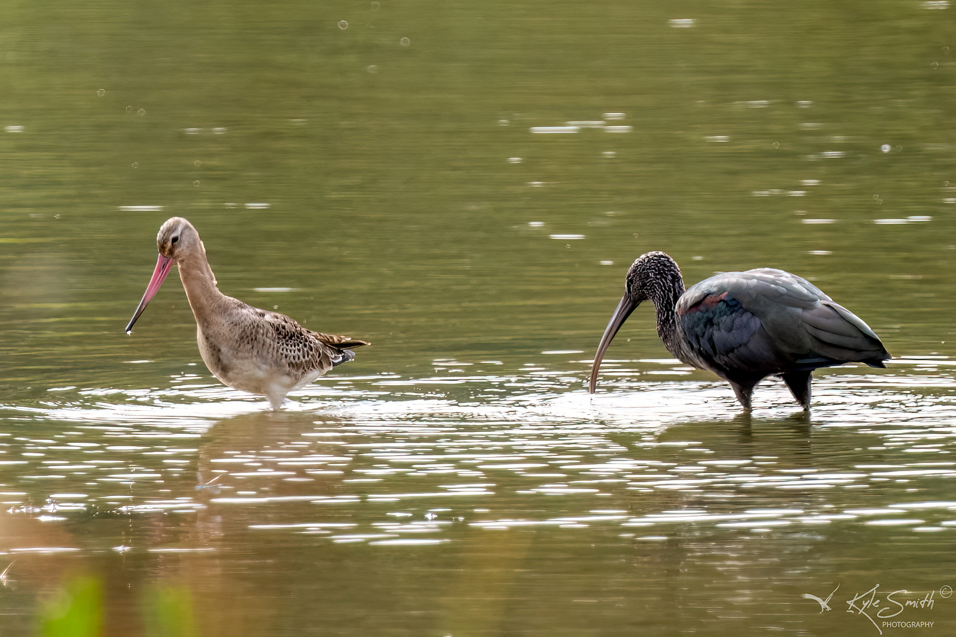 Glossy ibis with black-tailed godwit
