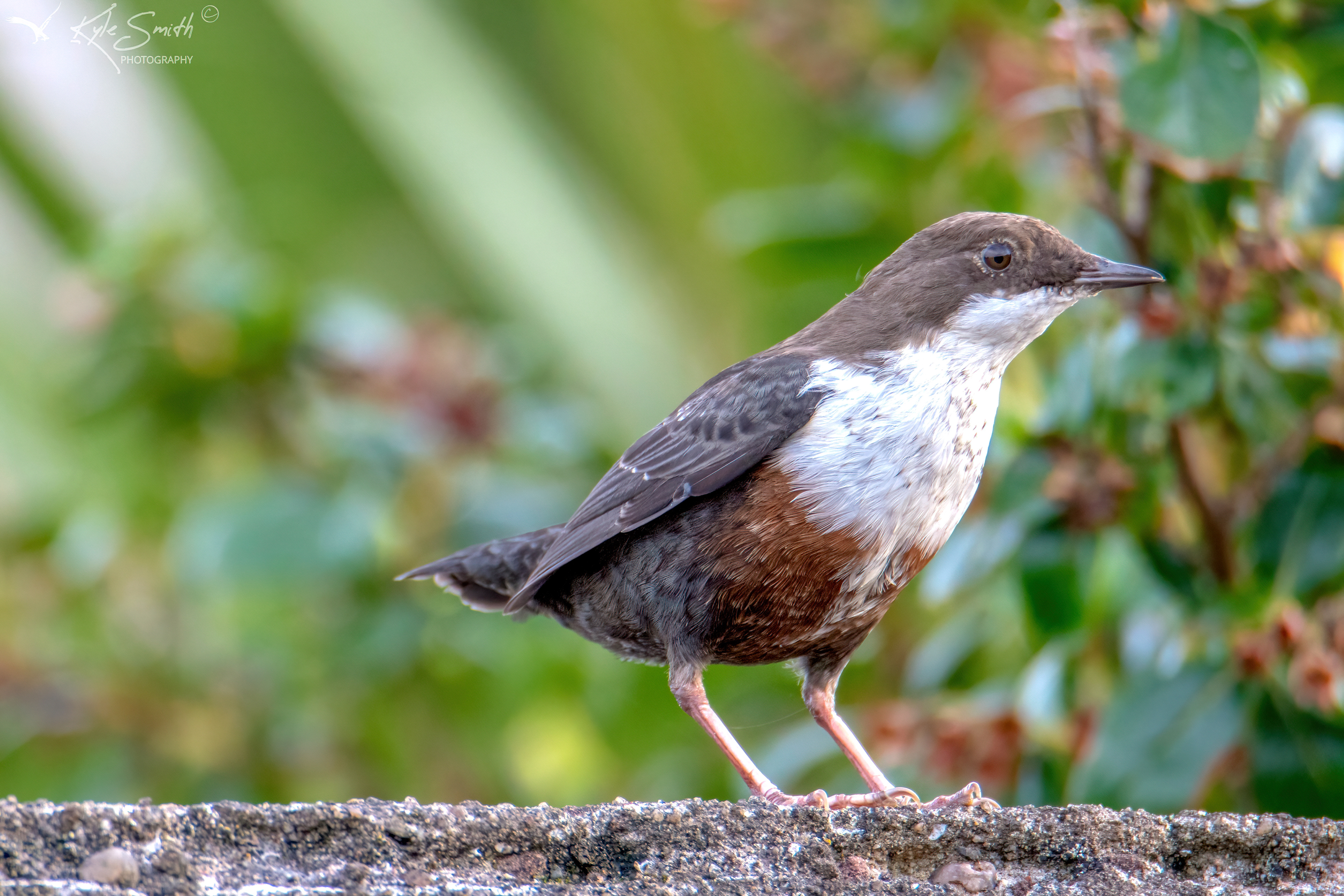 Dipper
