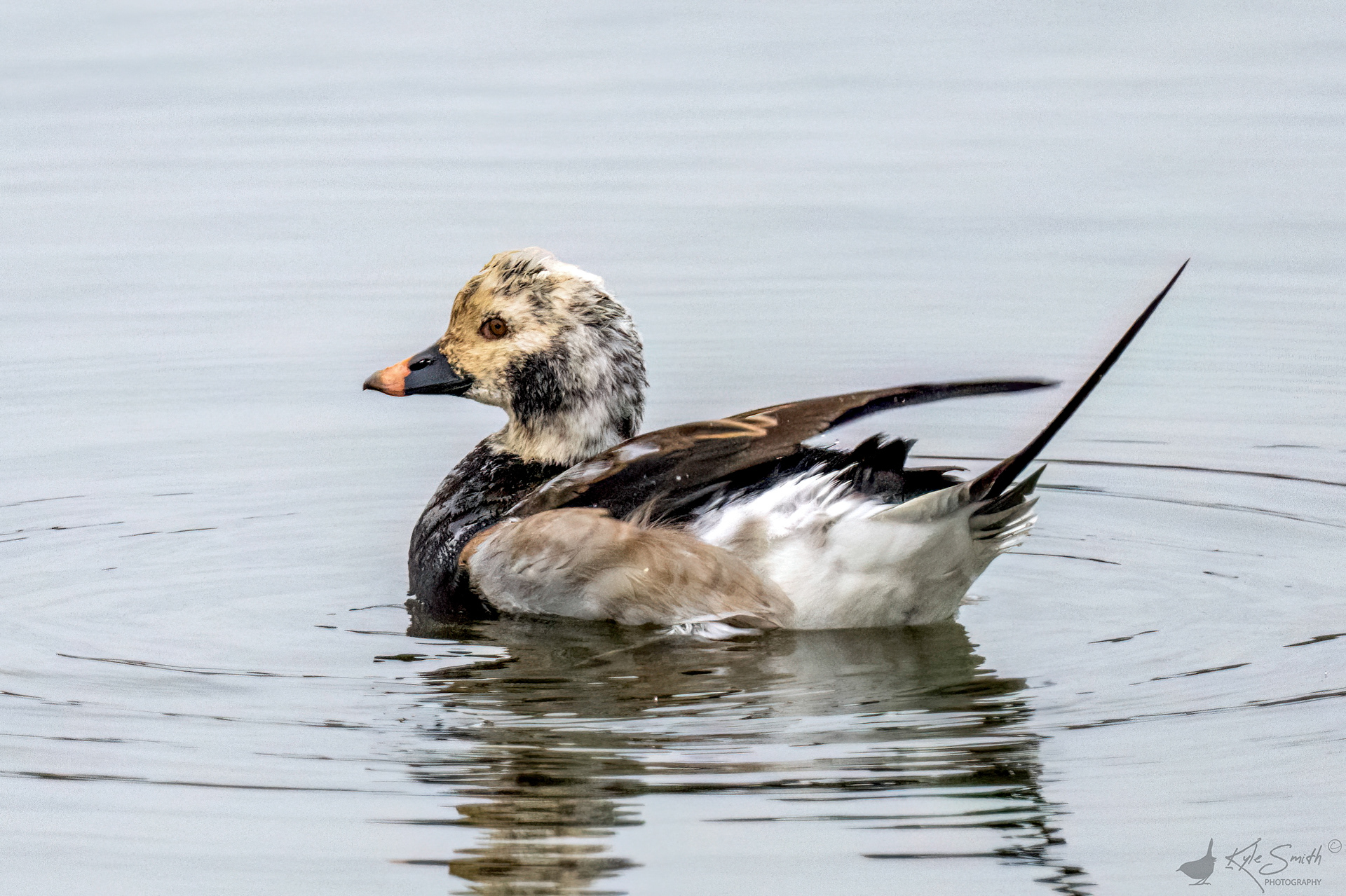 Long-tailed duck