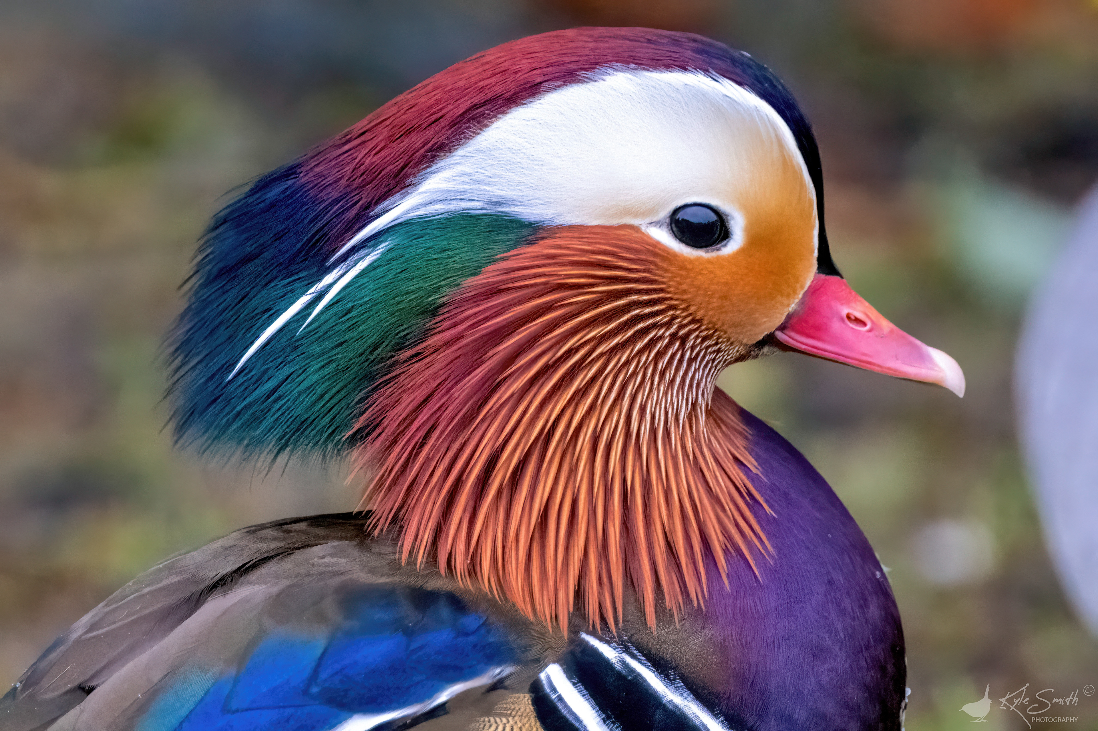 Mandarin duck