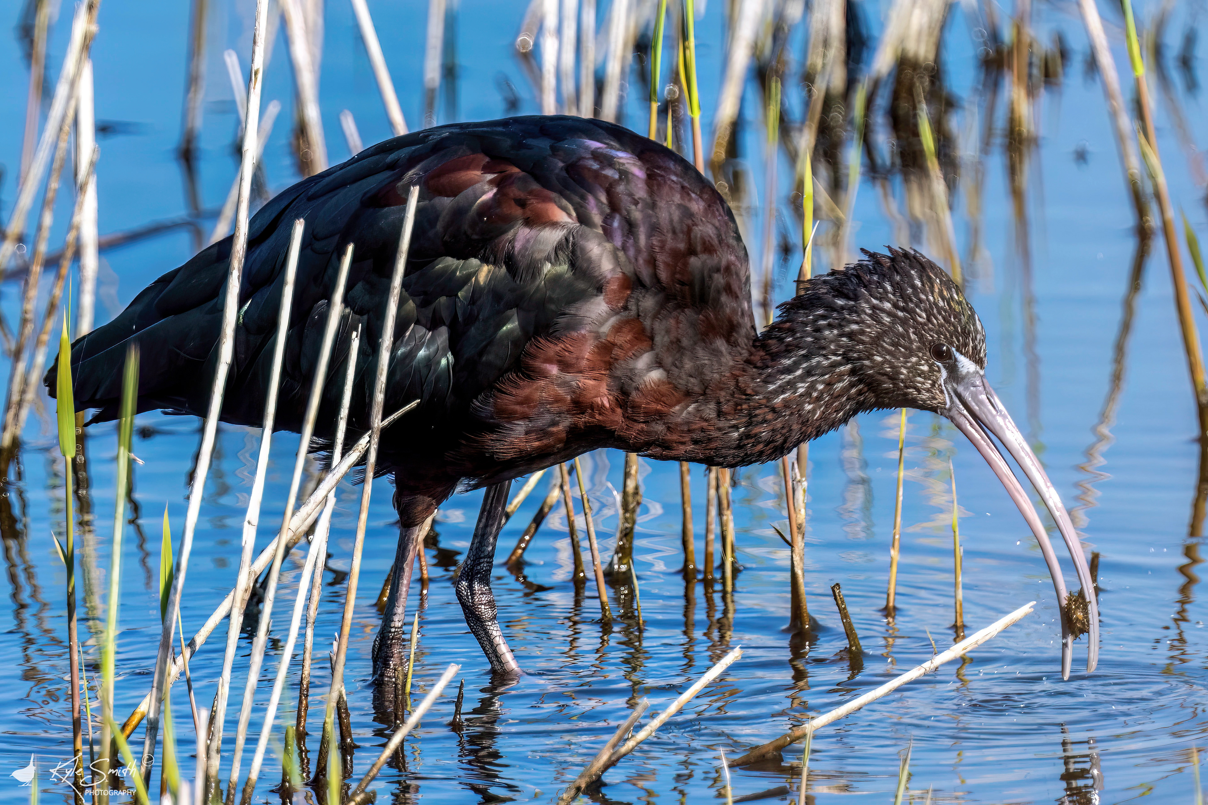 Glossy ibis