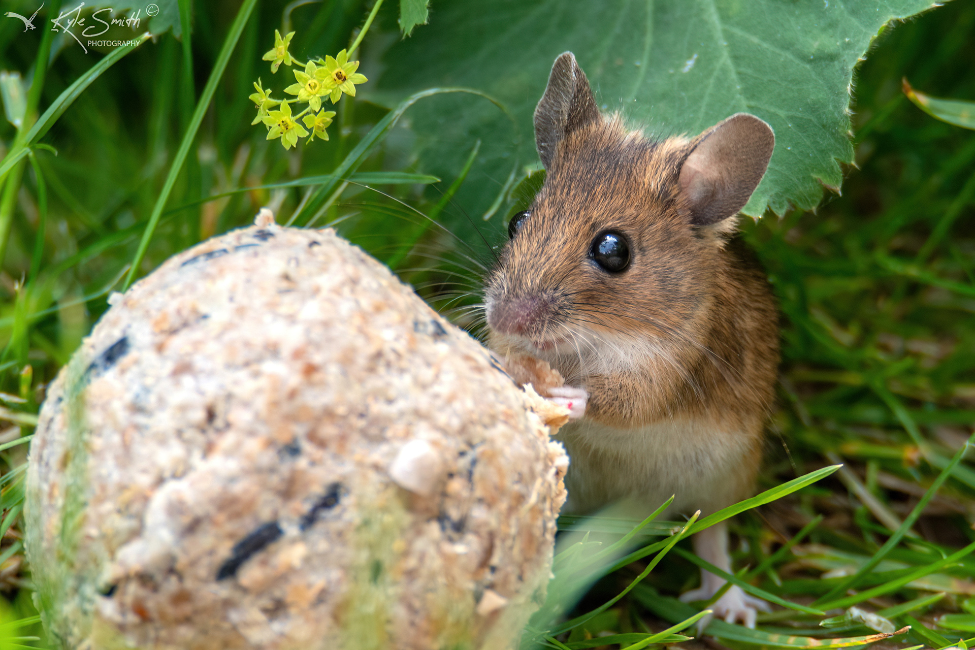 Wood mouse