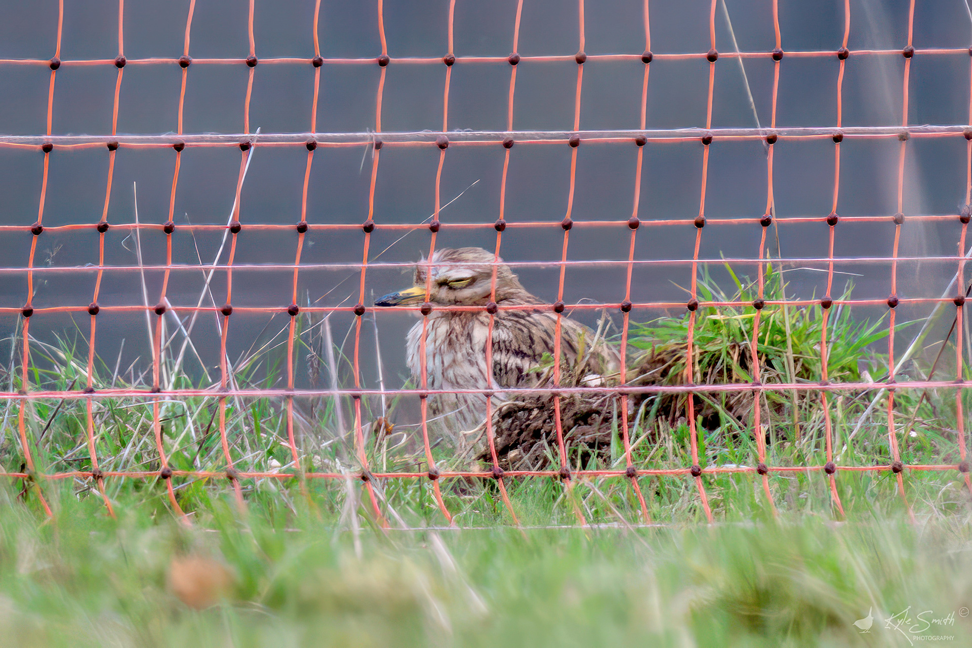 Stone curlew