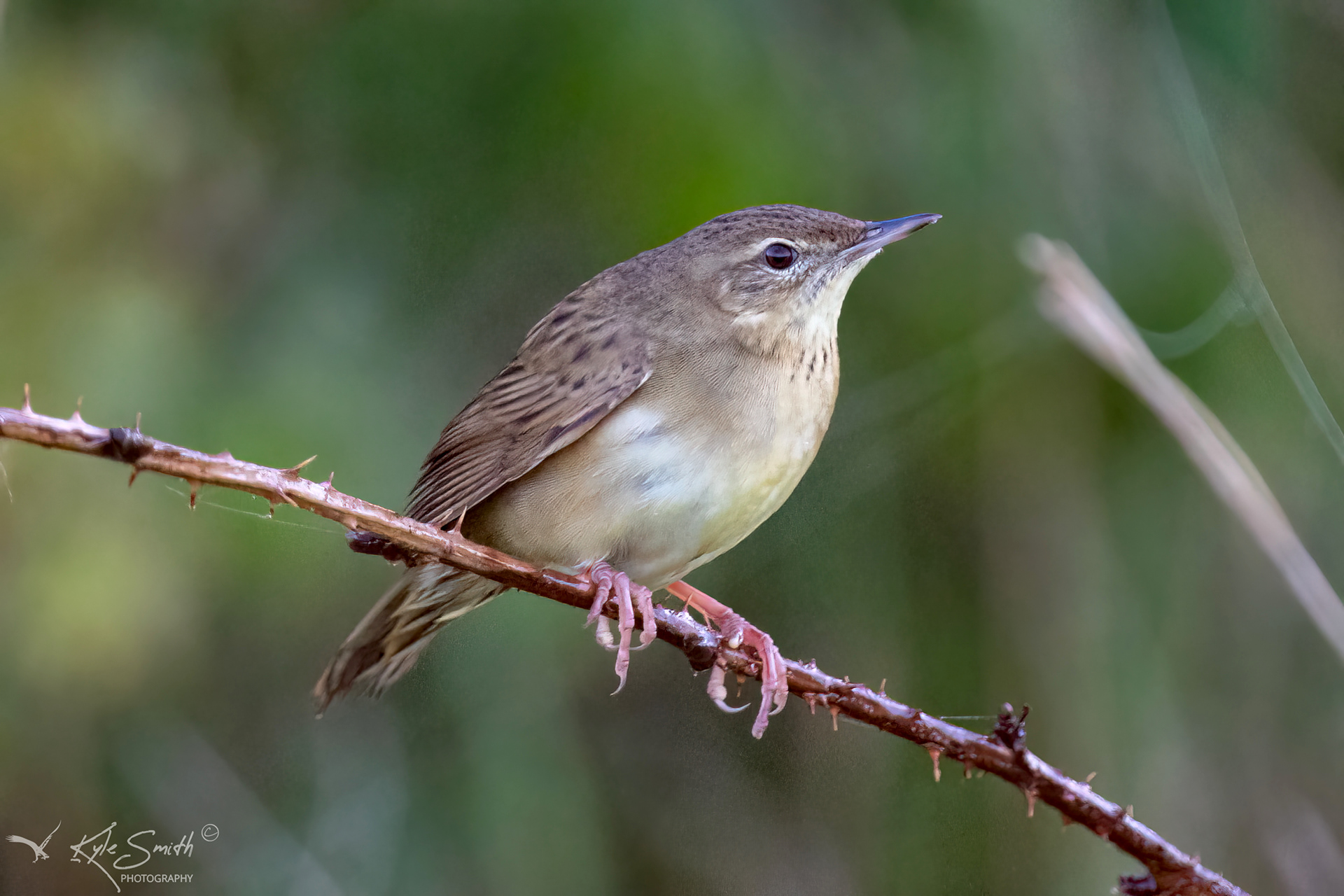 Grasshopper warbler