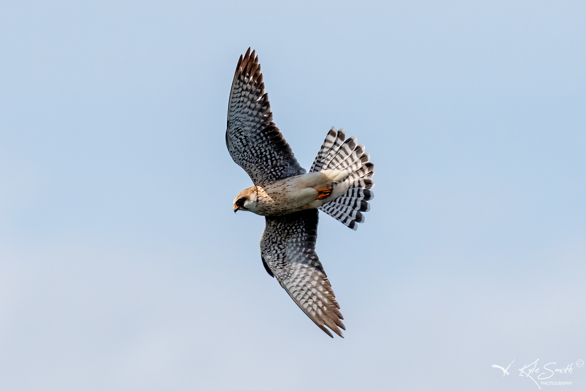 Red-footed falcon