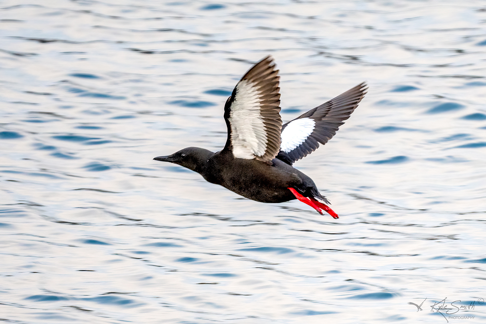 Black guillemot