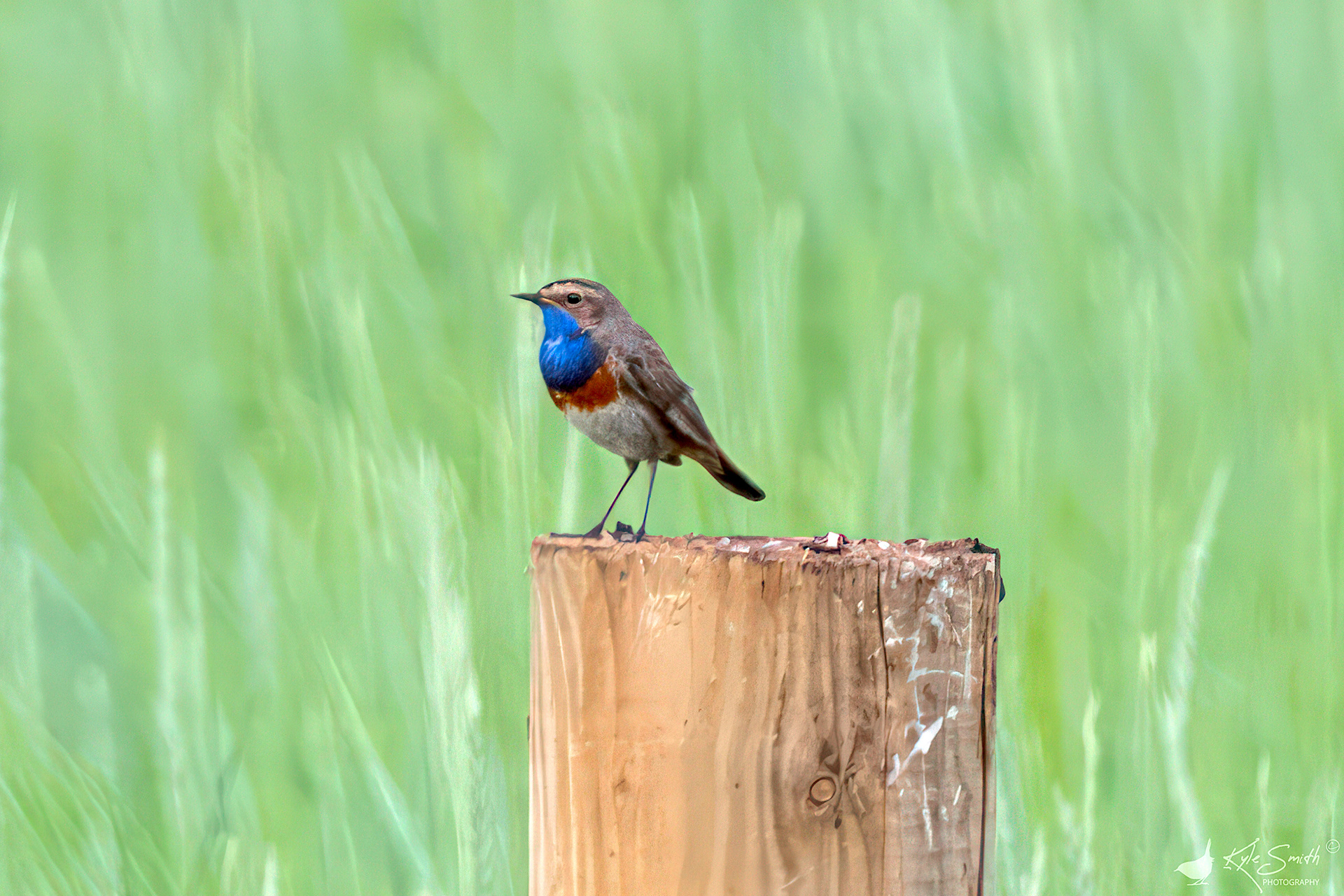 White-spotted bluethroat