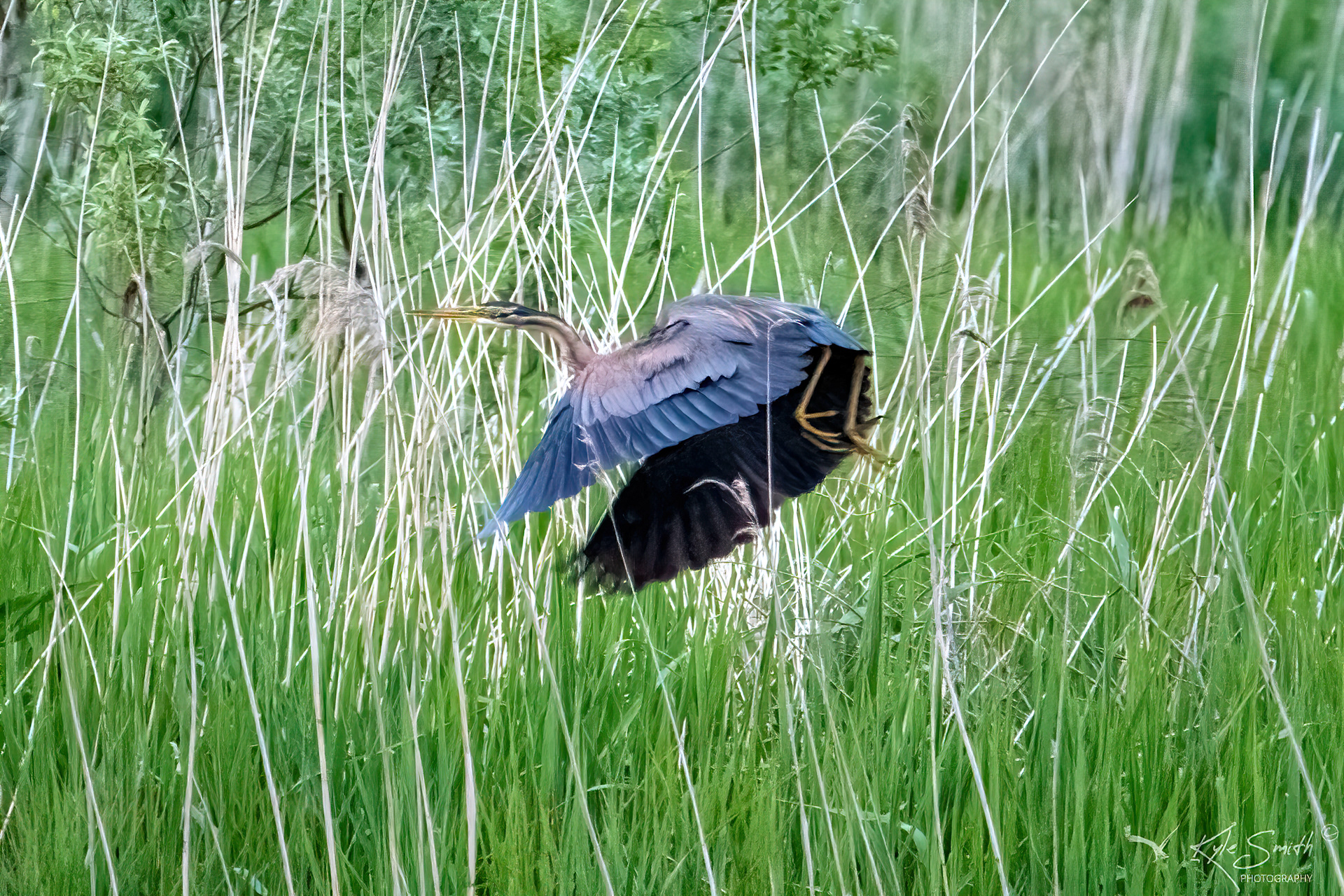 Purple heron