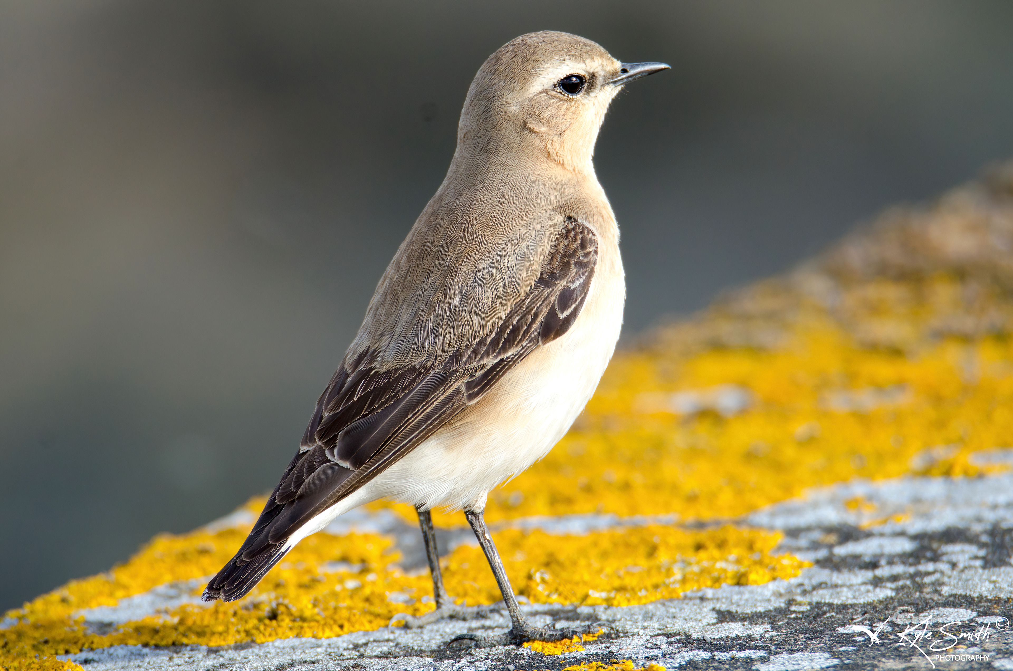 Wheatear