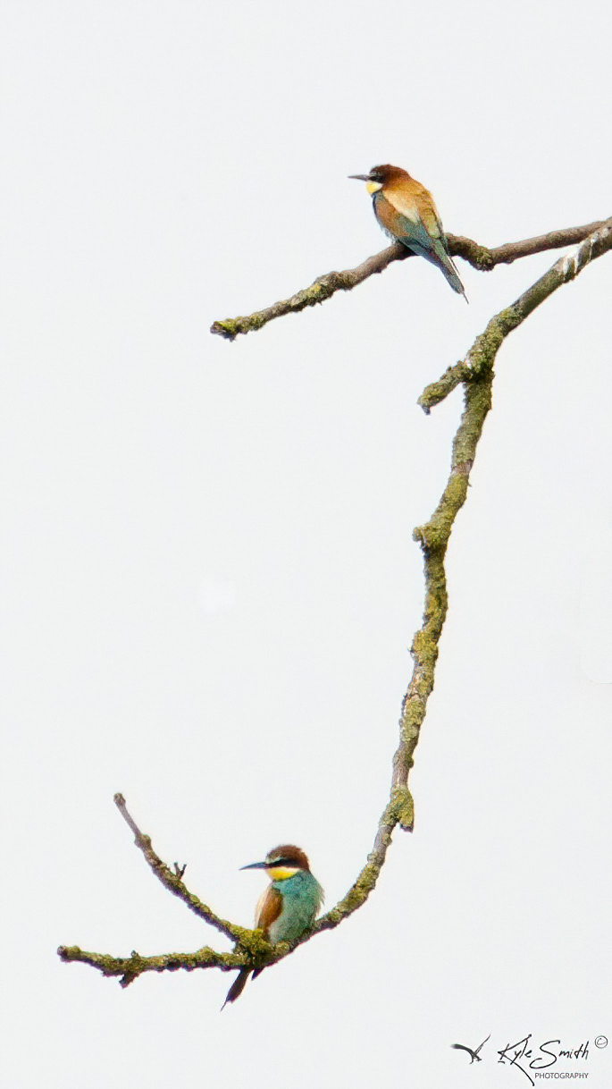 Bee-eater