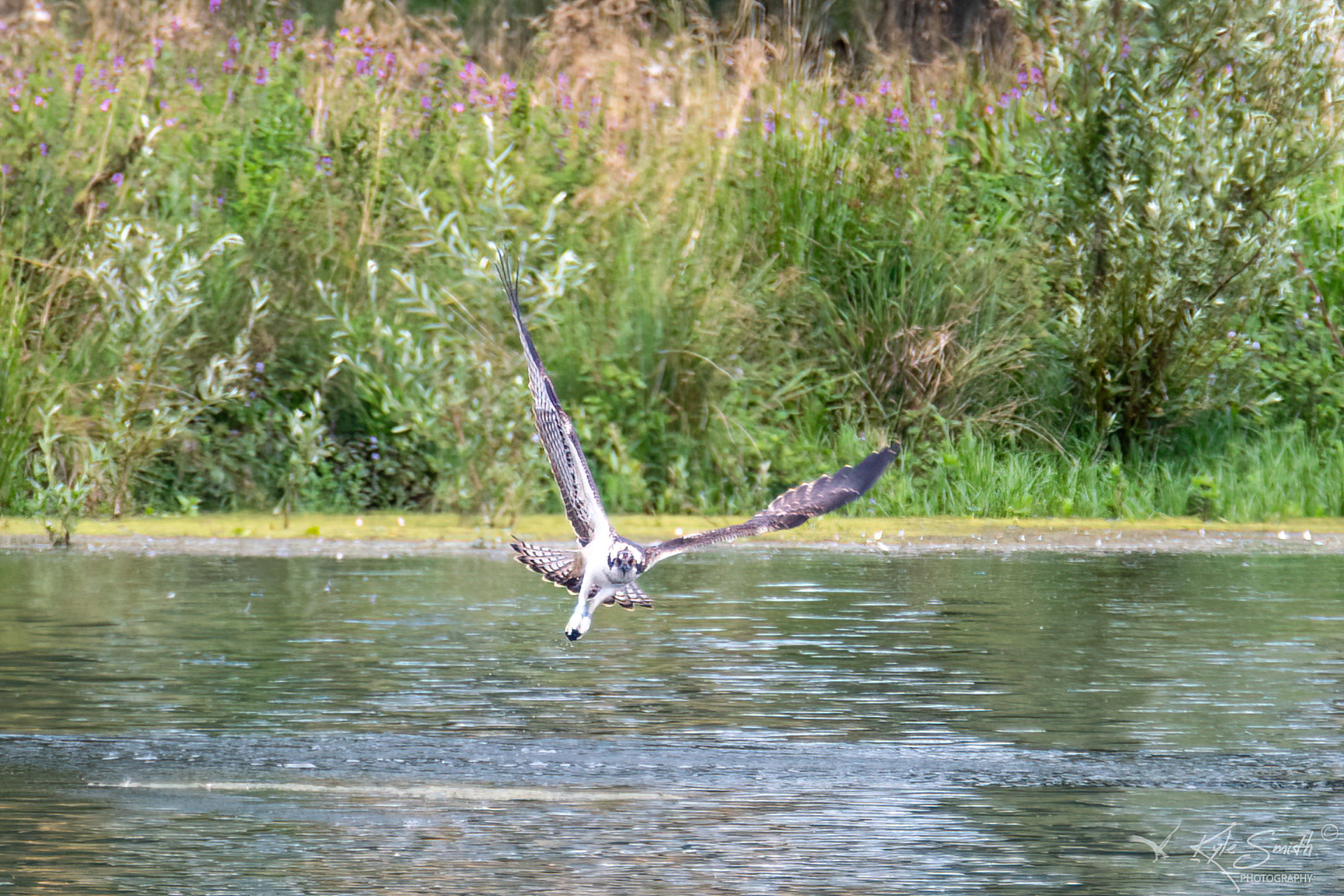 Osprey