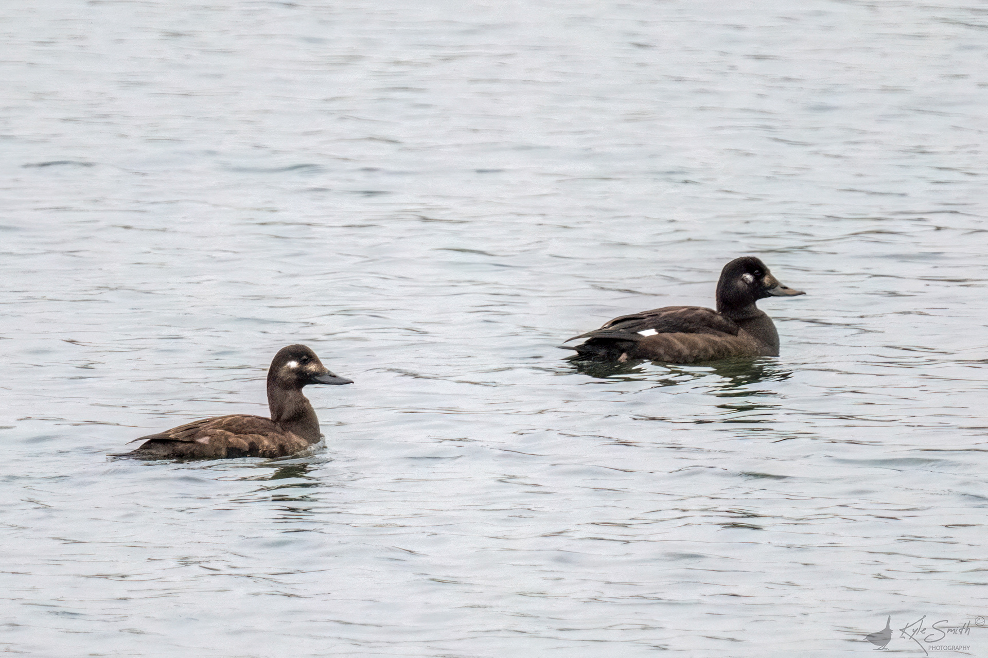 Velvet scoter