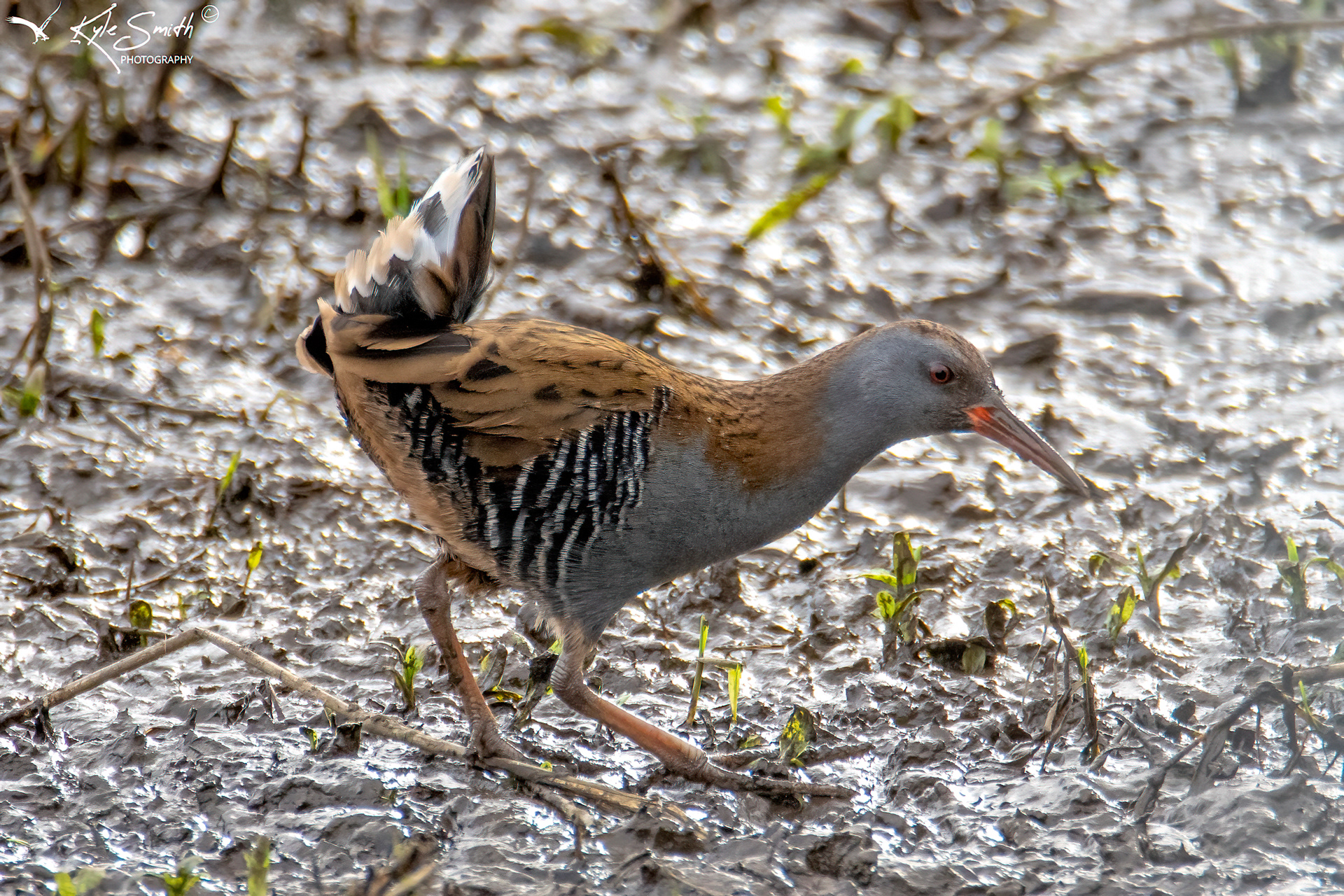 Water rail