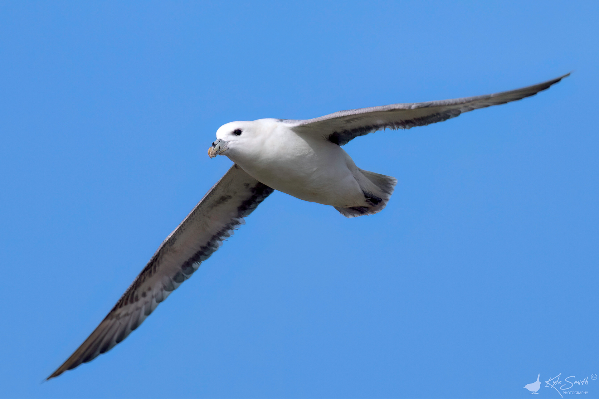 Fulmar